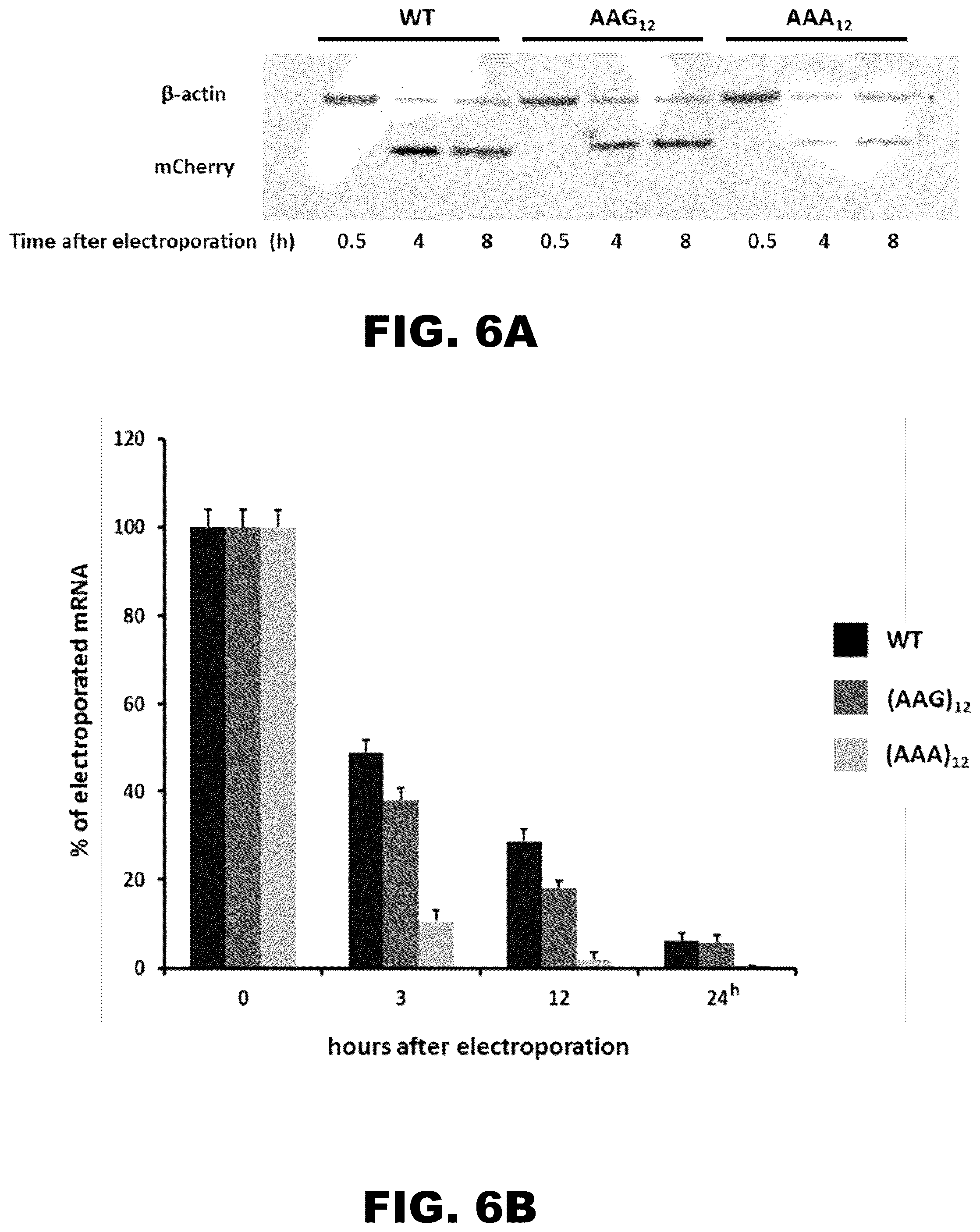 Patent US12410437 Figure 7 – Incorporation of internal polya-encoded poly-lysine sequence tags and their variations for the tunable control of protein synthesis in bacterial and eukaryotic cells