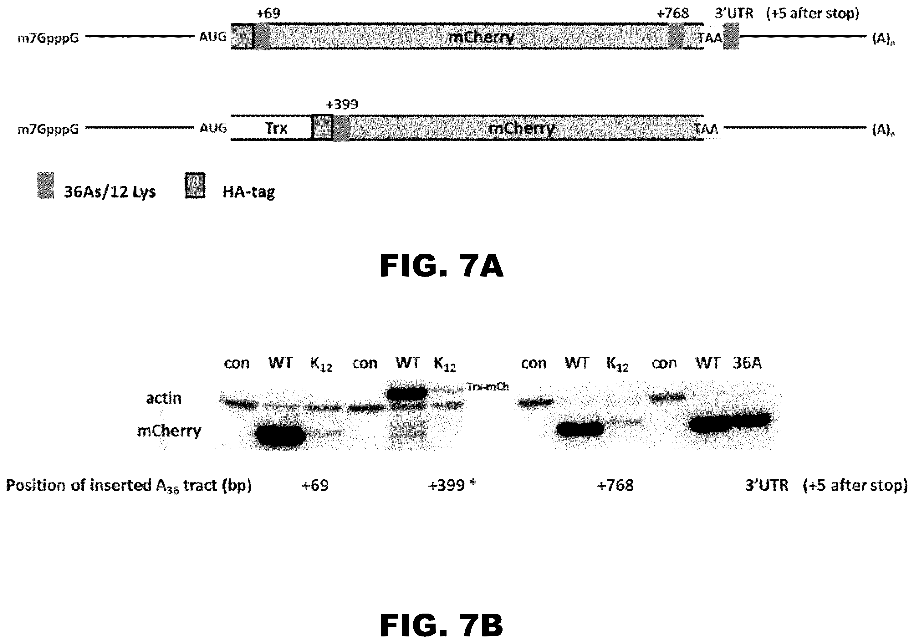 Patent US12410437 Figure 9 – Incorporation of internal polya-encoded poly-lysine sequence tags and their variations for the tunable control of protein synthesis in bacterial and eukaryotic cells