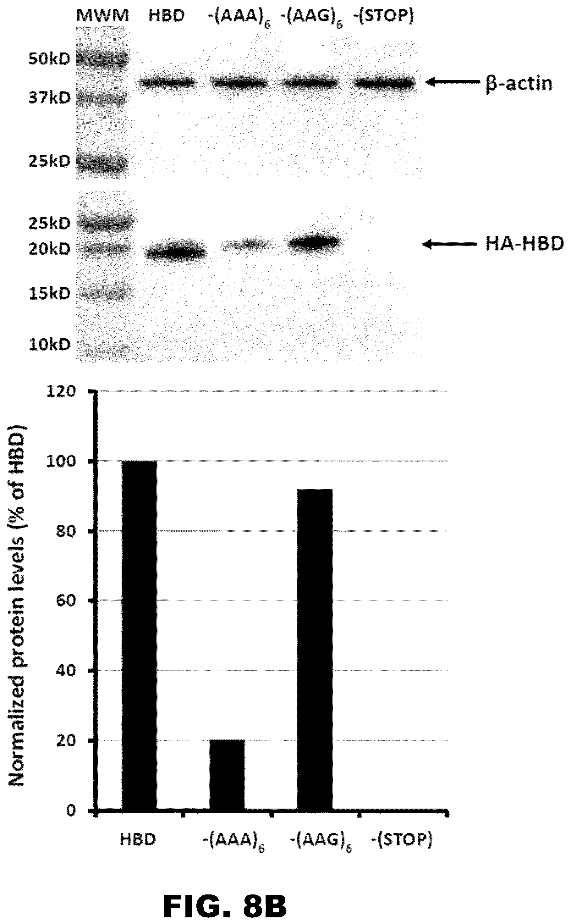 Patent US12410437 Figure 11 – Incorporation of internal polya-encoded poly-lysine sequence tags and their variations for the tunable control of protein synthesis in bacterial and eukaryotic cells