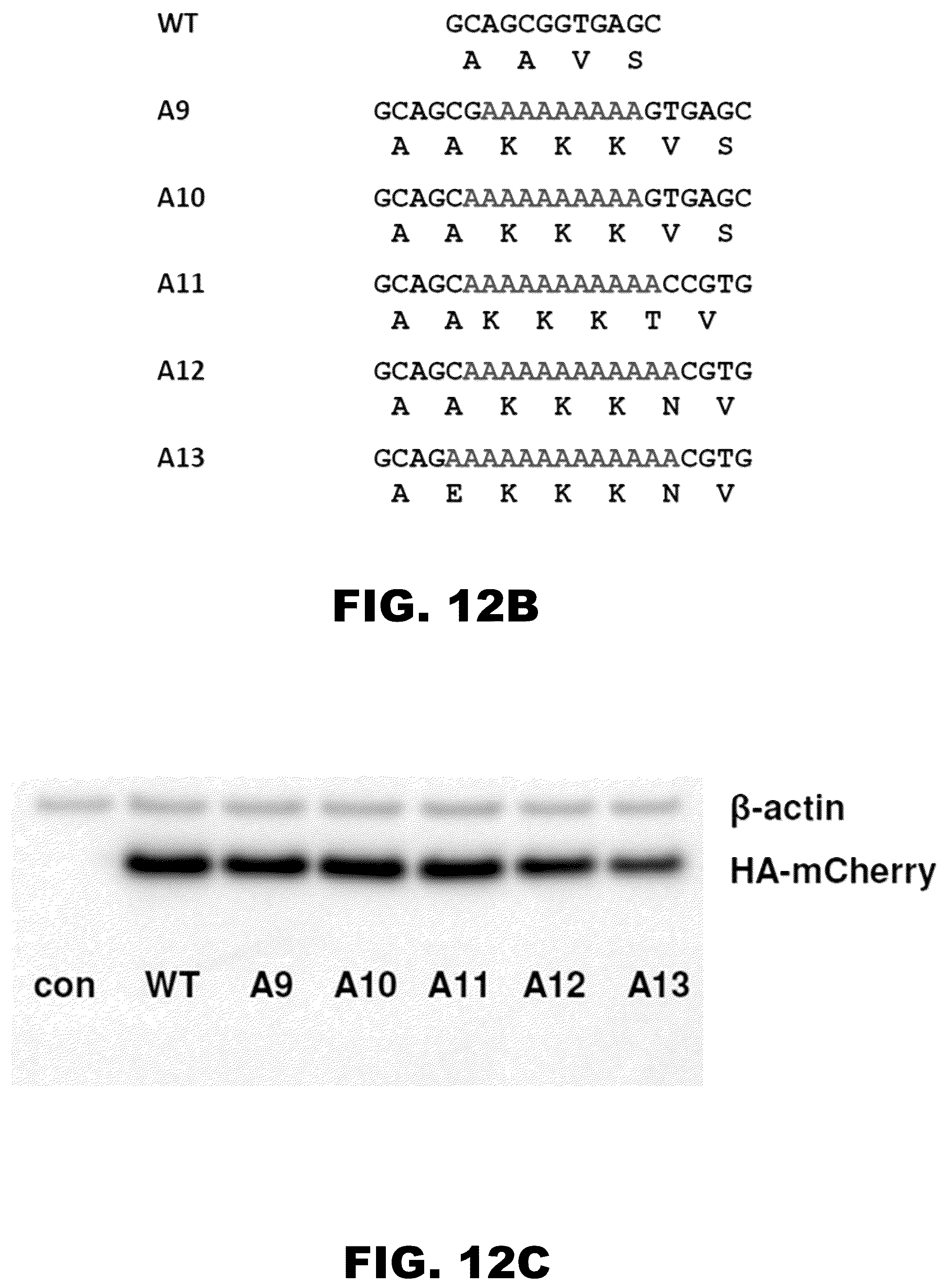 Patent US12410437 Figure 17 – Incorporation of internal polya-encoded poly-lysine sequence tags and their variations for the tunable control of protein synthesis in bacterial and eukaryotic cells