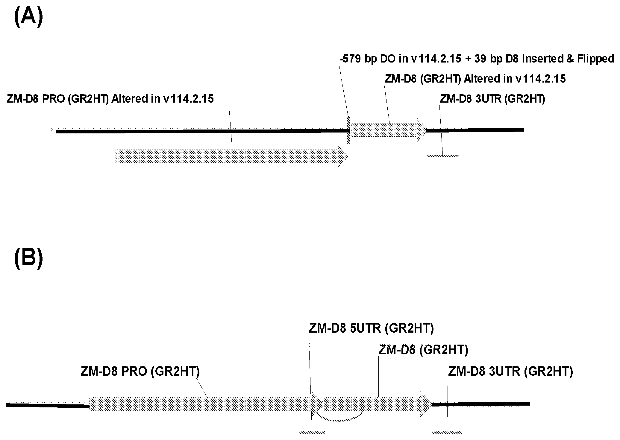 Patent US12410439 Figure 1 – Reduced stature maize and mads-box transcription factors