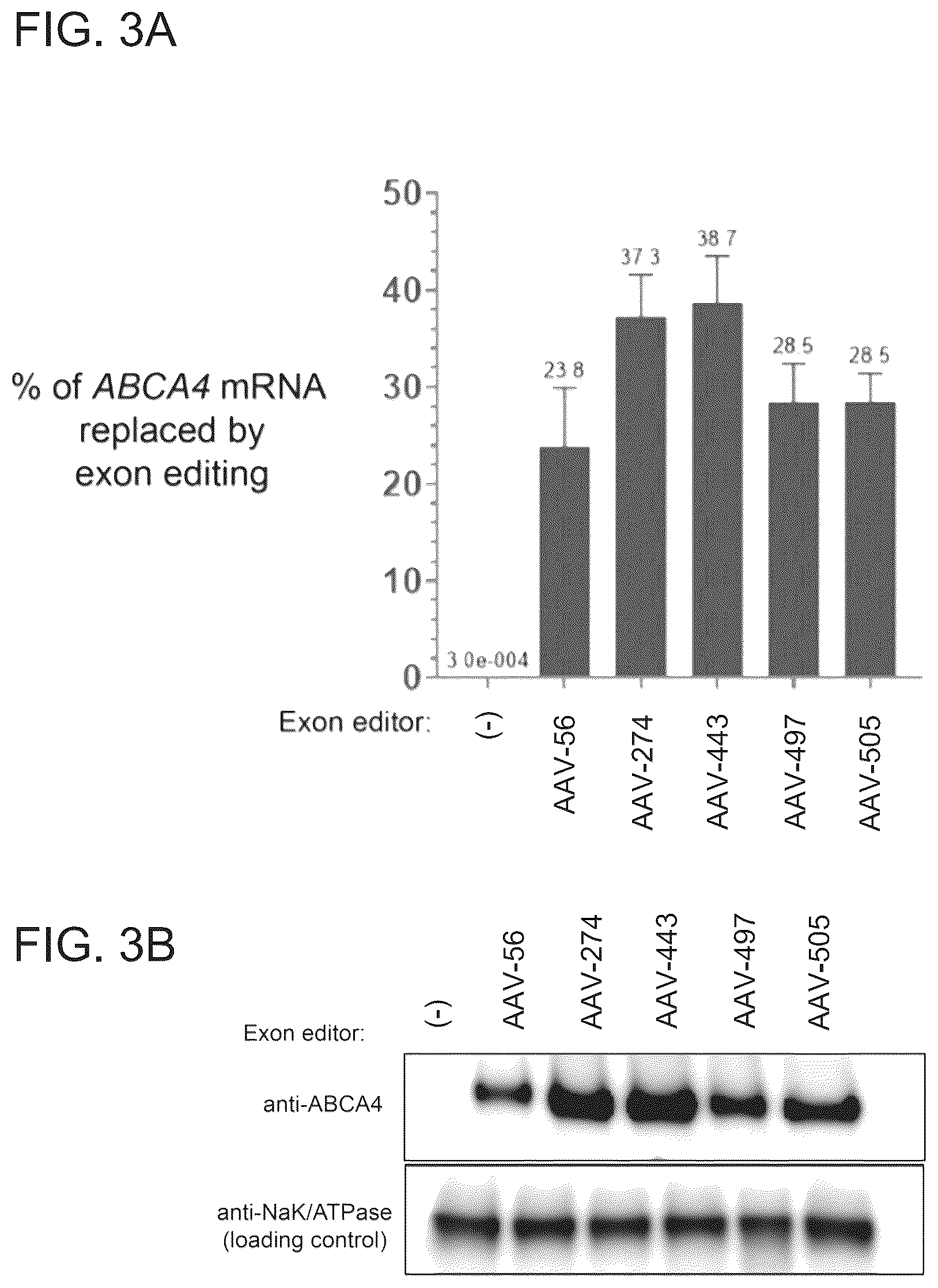 Patent US12410440 Figure 3 – ABCA4 trans-splicing molecules
