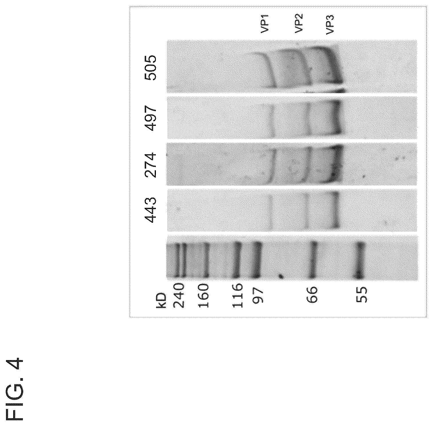 Patent US12410440 Figure 5 – ABCA4 trans-splicing molecules