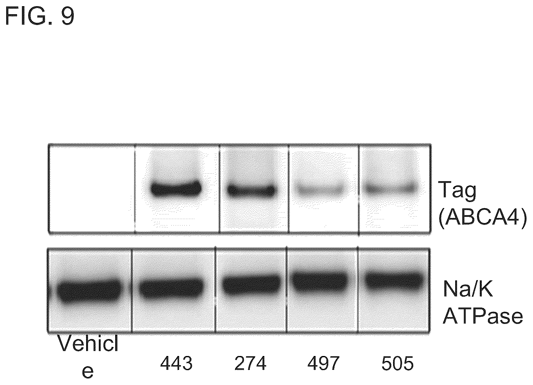 Patent US12410440 Figure 10 – ABCA4 trans-splicing molecules