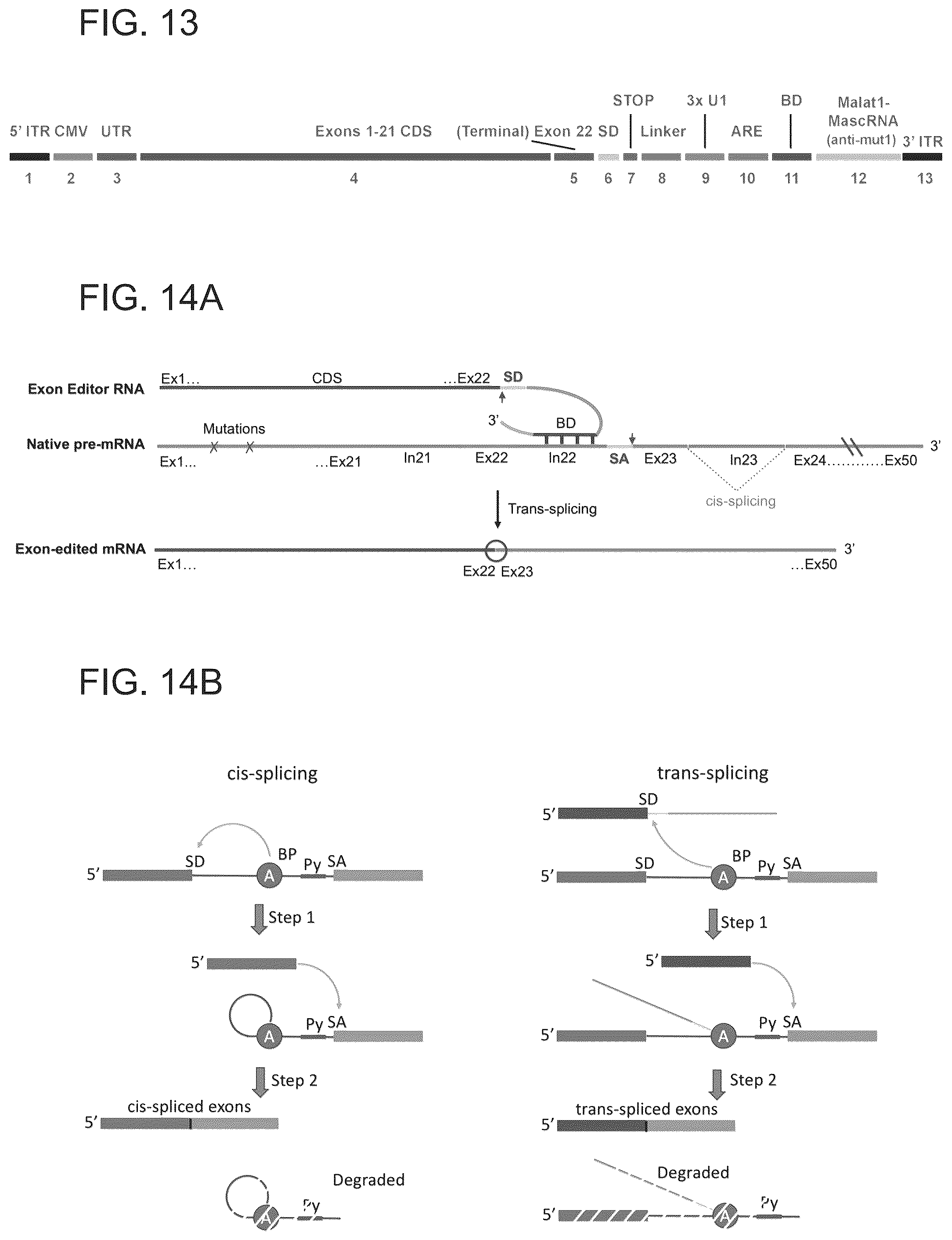 Patent US12410440 Figure 17 – ABCA4 trans-splicing molecules