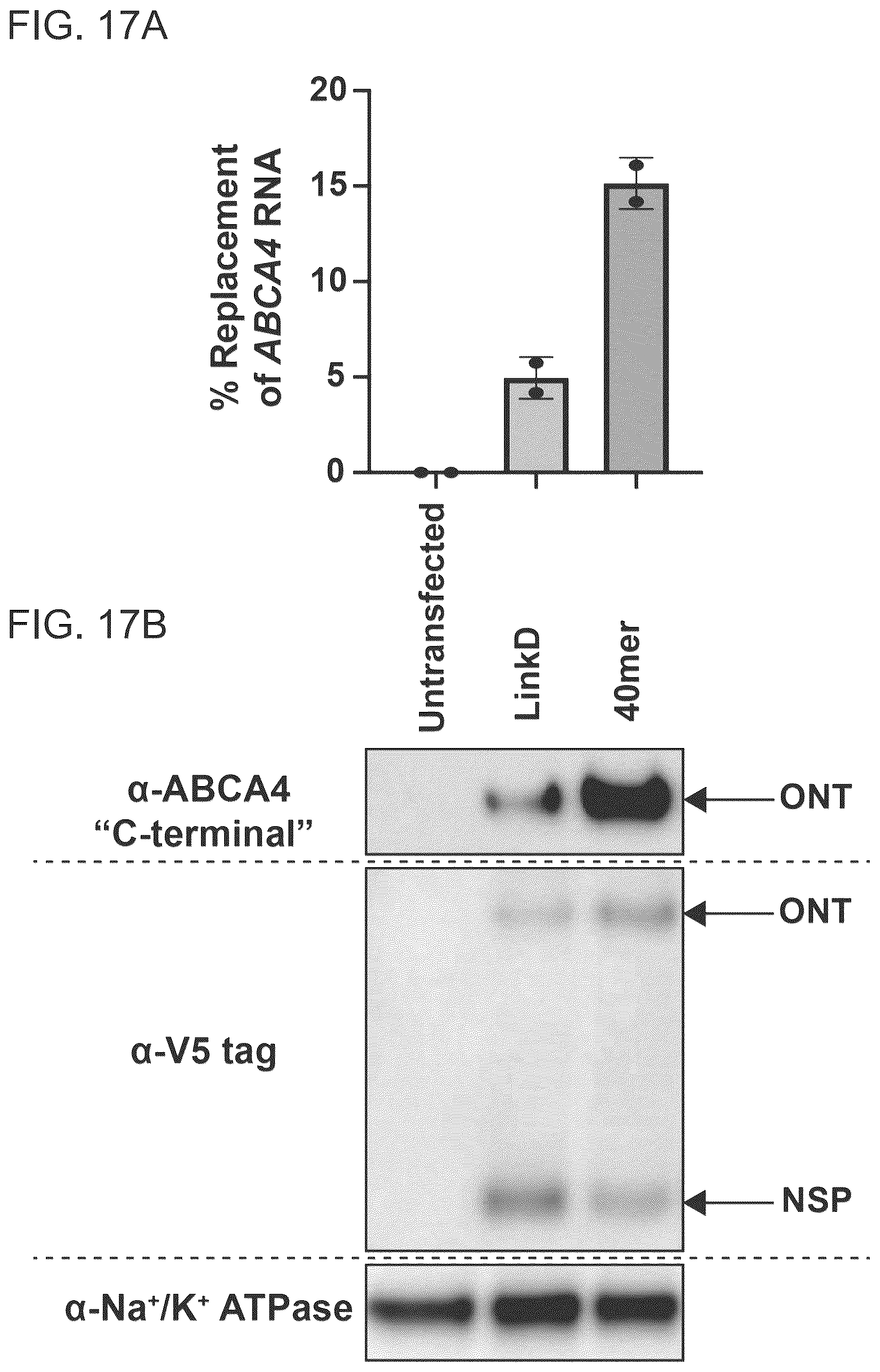Patent US12410440 Figure 19 – ABCA4 trans-splicing molecules