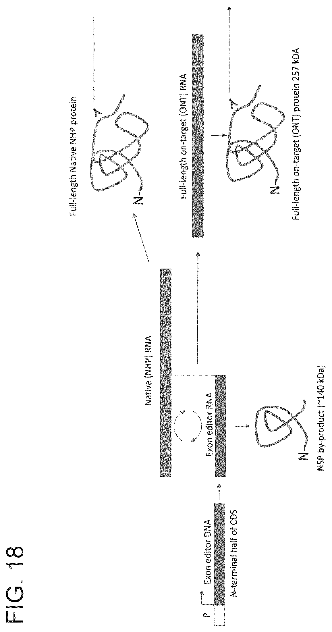 Patent US12410440 Figure 20 – ABCA4 trans-splicing molecules