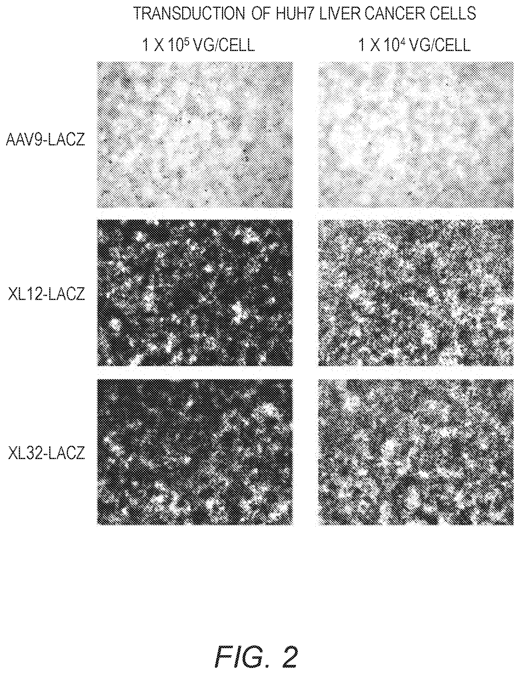 Patent US12410441 Figure 2 – Synthetic liver-tropic adeno-associated virus capsids and uses thereof