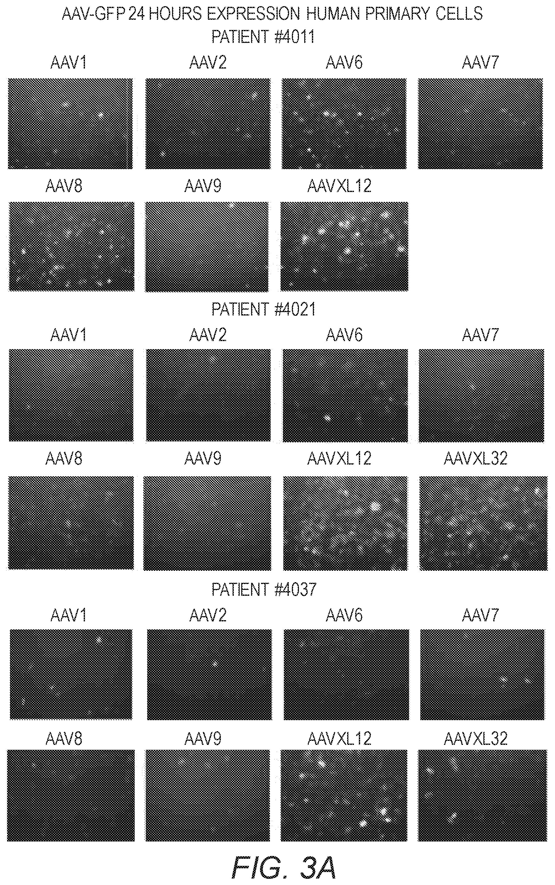 Patent US12410441 Figure 3 – Synthetic liver-tropic adeno-associated virus capsids and uses thereof