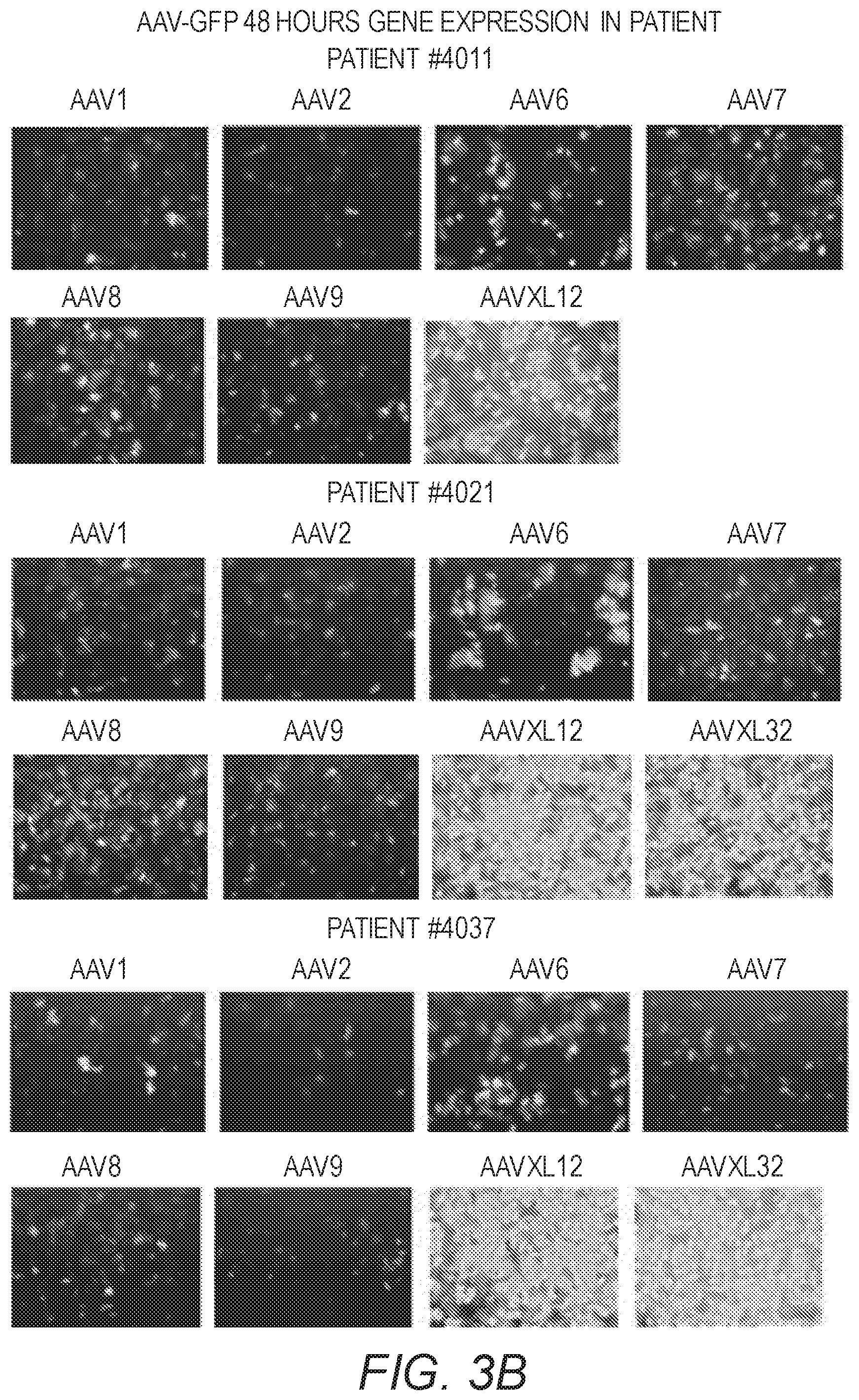 Patent US12410441 Figure 4 – Synthetic liver-tropic adeno-associated virus capsids and uses thereof