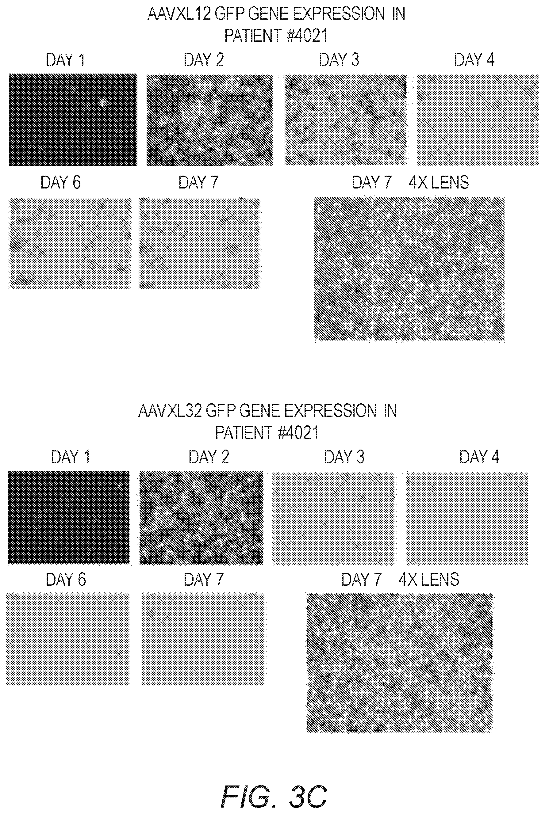 Patent US12410441 Figure 5 – Synthetic liver-tropic adeno-associated virus capsids and uses thereof