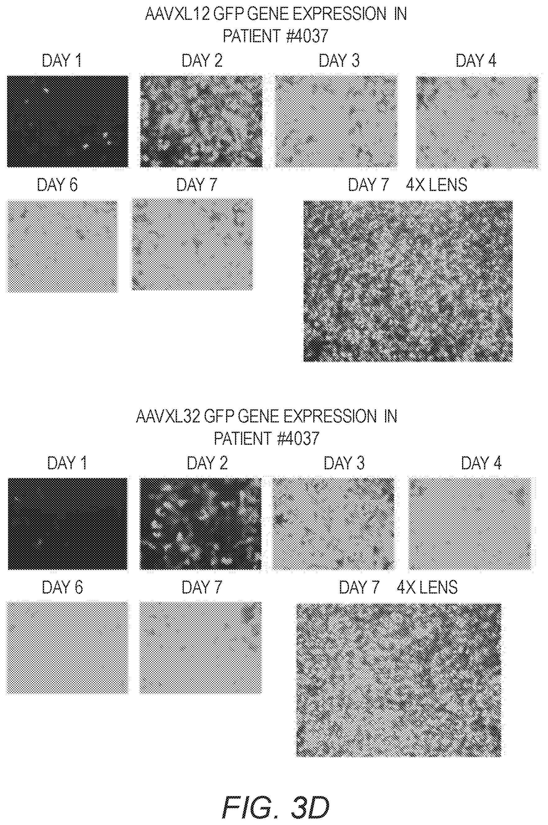 Patent US12410441 Figure 6 – Synthetic liver-tropic adeno-associated virus capsids and uses thereof