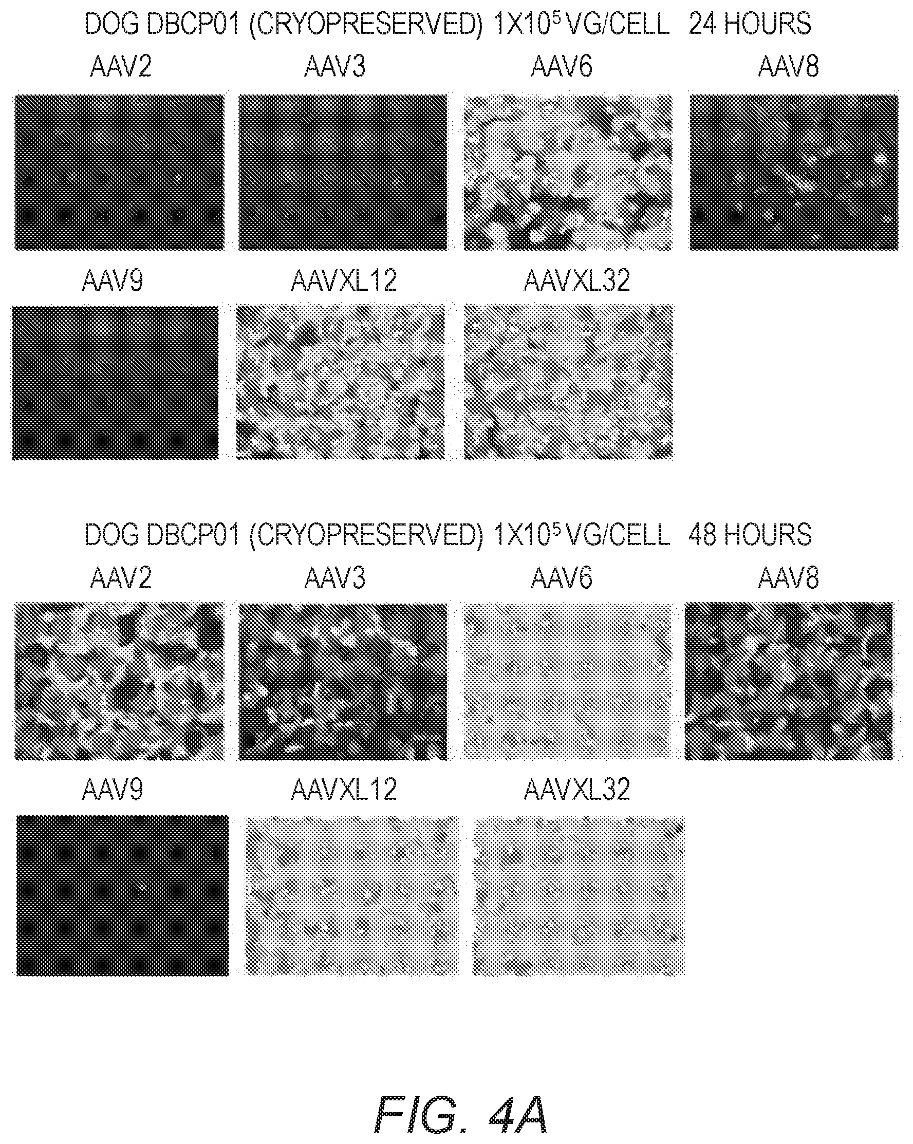 Patent US12410441 Figure 7 – Synthetic liver-tropic adeno-associated virus capsids and uses thereof