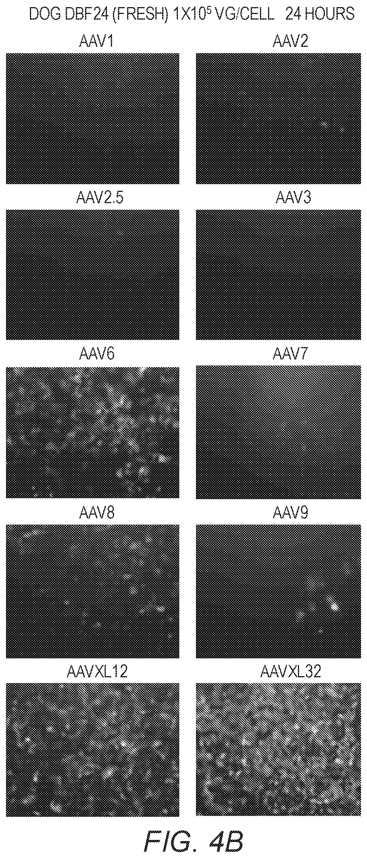 Patent US12410441 Figure 8 – Synthetic liver-tropic adeno-associated virus capsids and uses thereof