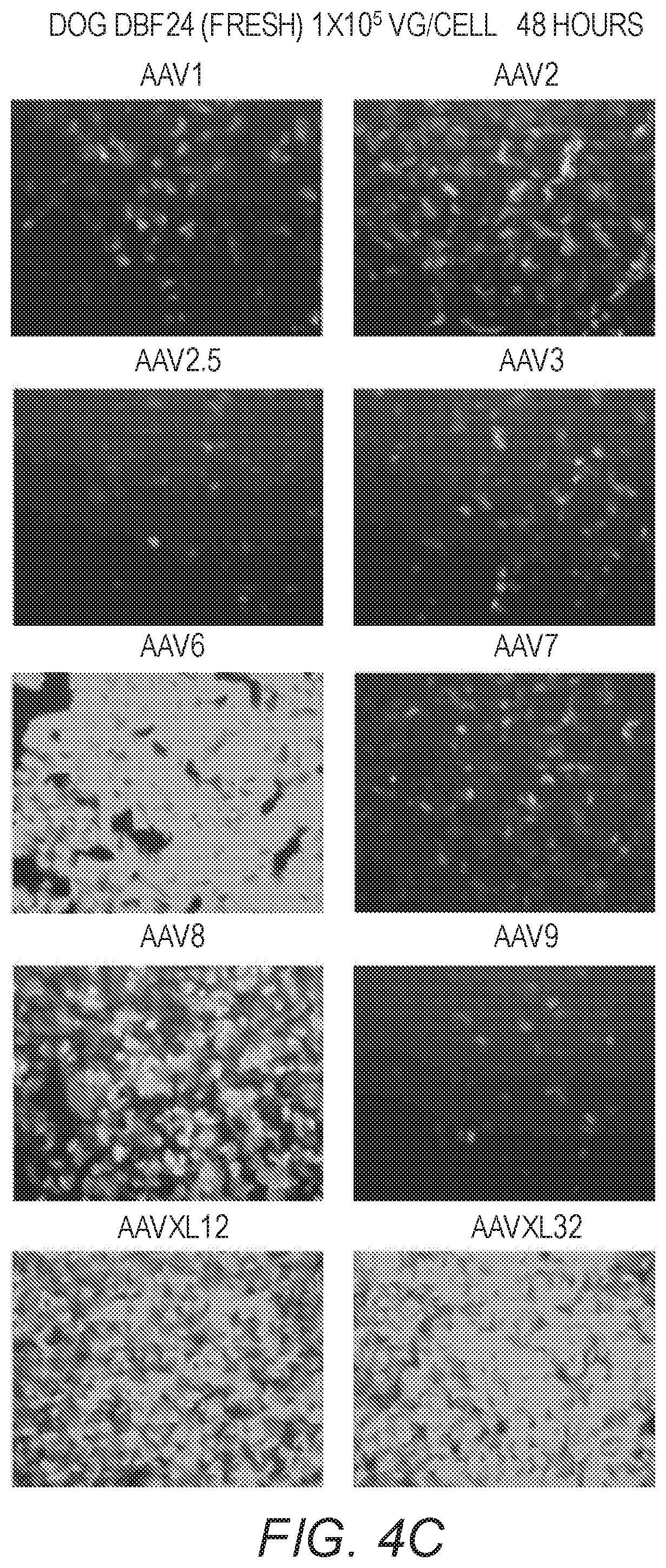 Patent US12410441 Figure 9 – Synthetic liver-tropic adeno-associated virus capsids and uses thereof
