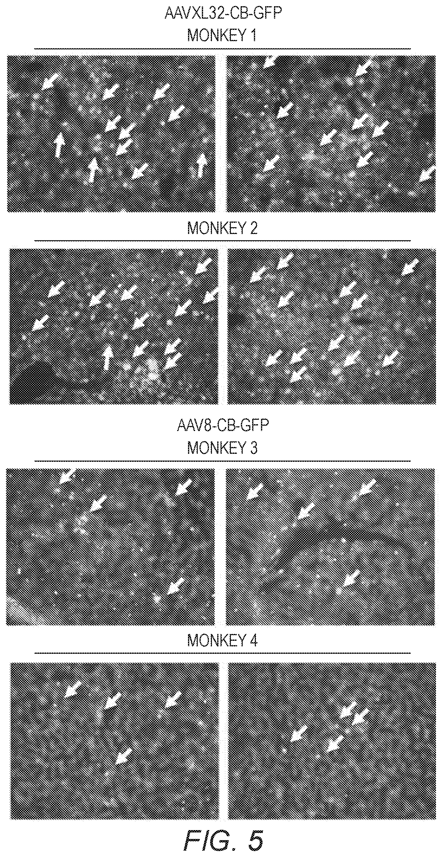 Patent US12410441 Figure 10 – Synthetic liver-tropic adeno-associated virus capsids and uses thereof