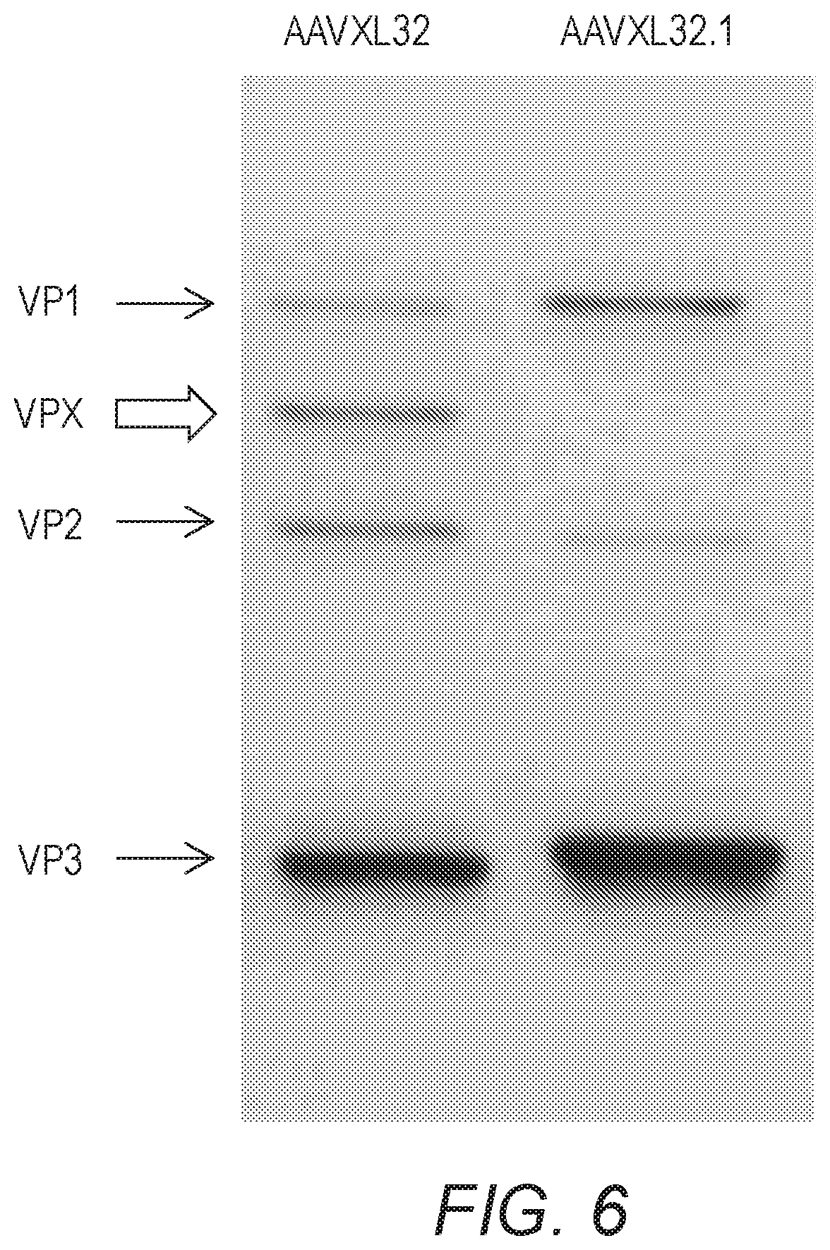 Patent US12410441 Figure 11 – Synthetic liver-tropic adeno-associated virus capsids and uses thereof