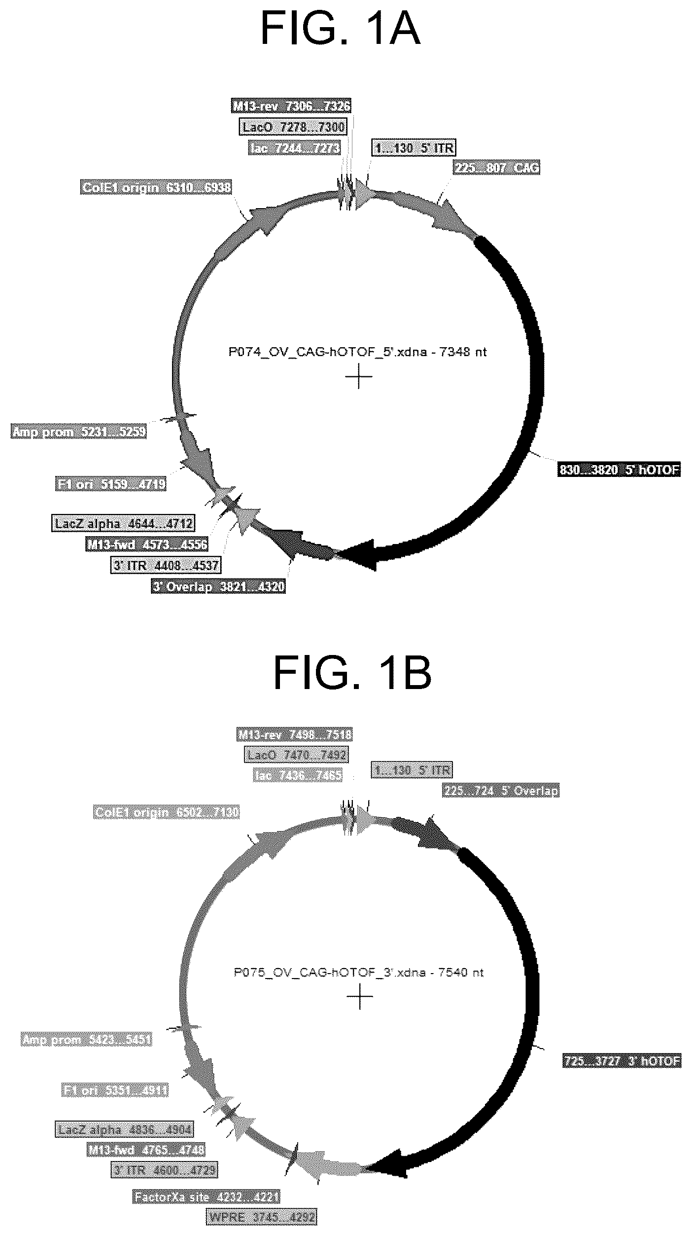 Patent US12410442 Figure 1 – Compositions and methods for treating sensorineural hearing loss using otoferlin dual vector systems