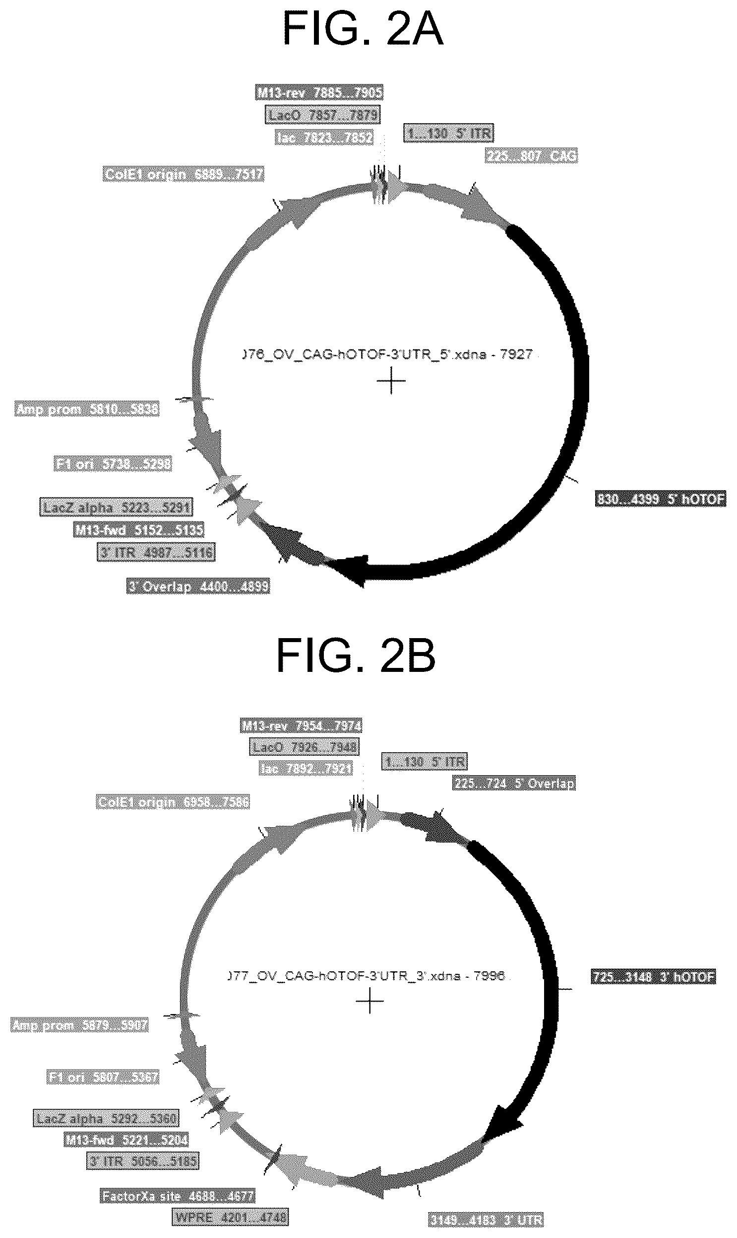 Patent US12410442 Figure 2 – Compositions and methods for treating sensorineural hearing loss using otoferlin dual vector systems