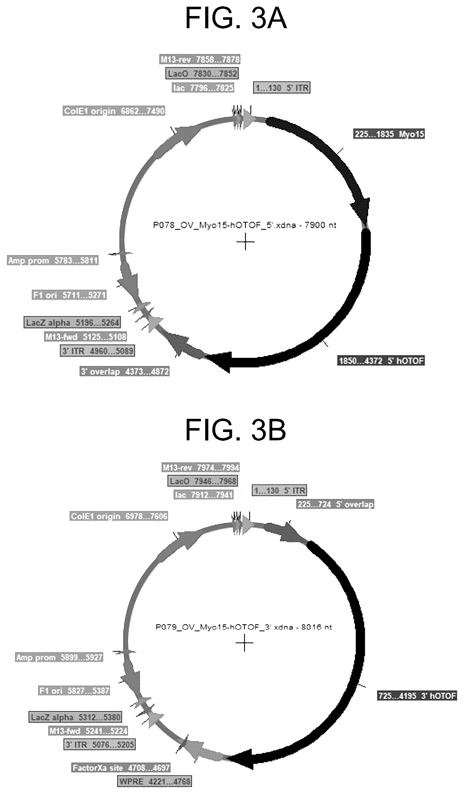 Patent US12410442 Figure 3 – Compositions and methods for treating sensorineural hearing loss using otoferlin dual vector systems