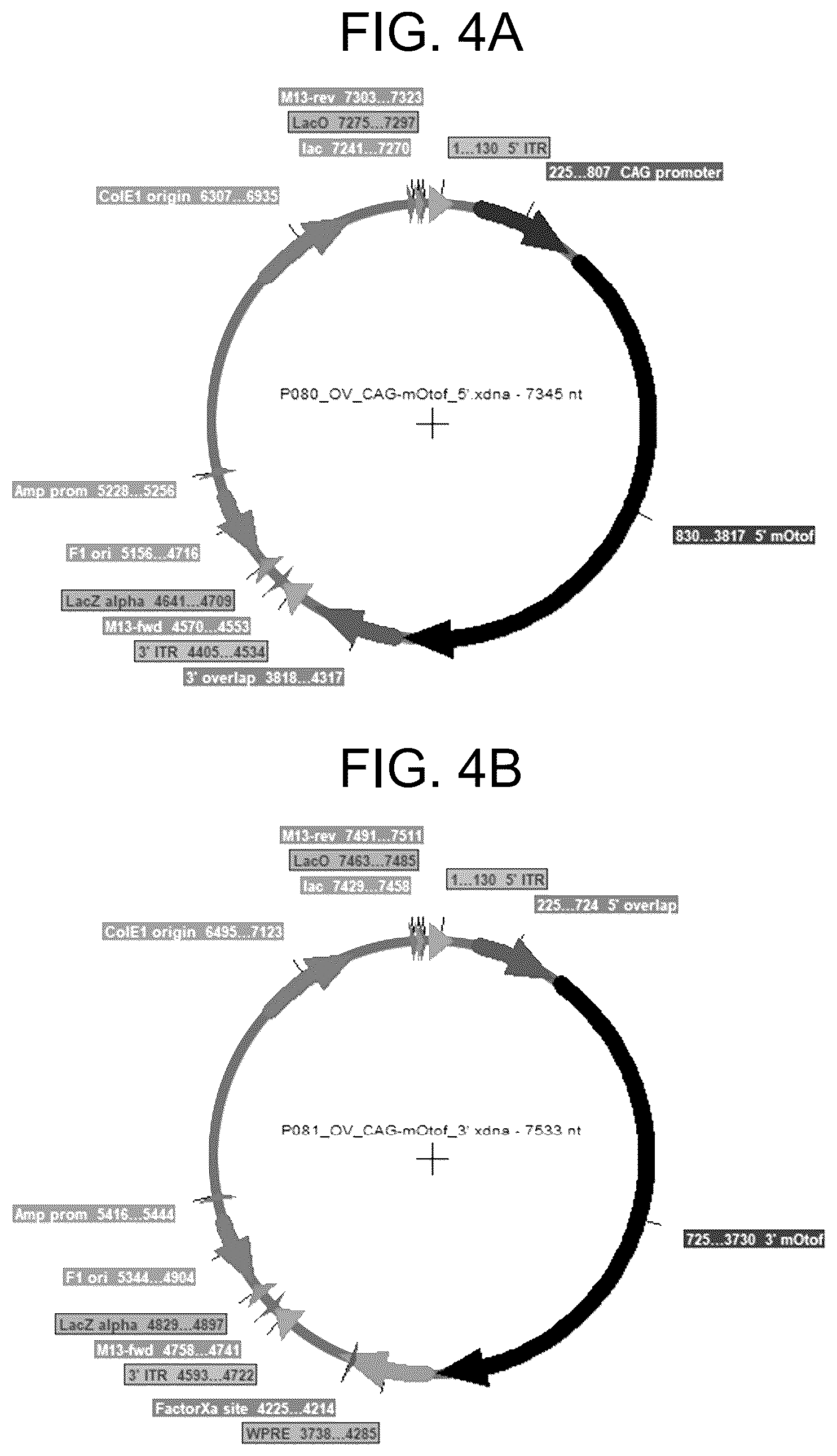 Patent US12410442 Figure 4 – Compositions and methods for treating sensorineural hearing loss using otoferlin dual vector systems