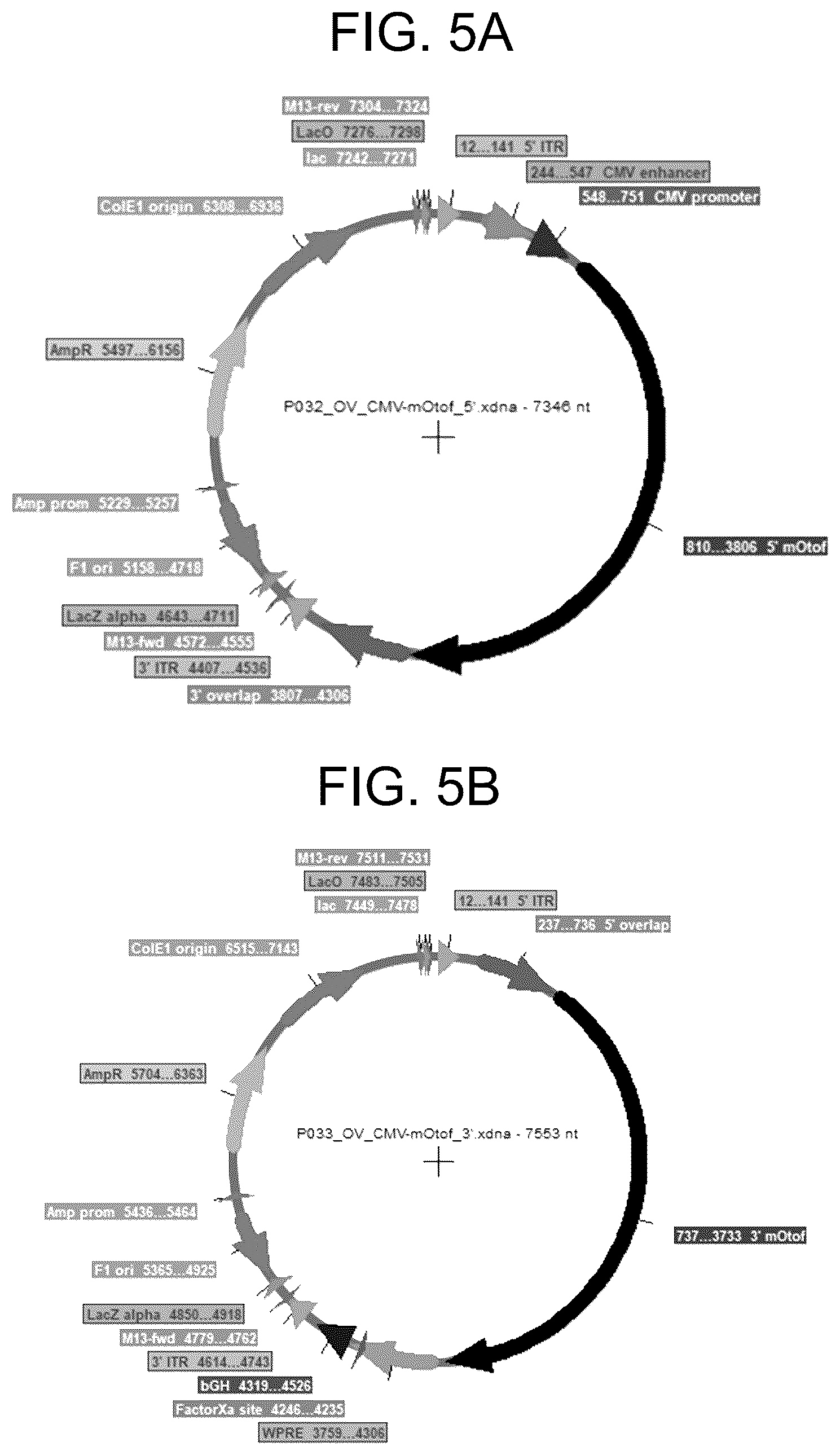 Patent US12410442 Figure 5 – Compositions and methods for treating sensorineural hearing loss using otoferlin dual vector systems