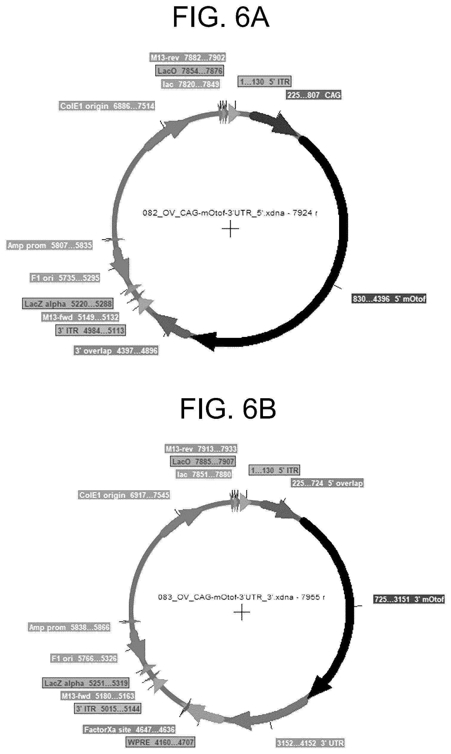 Patent US12410442 Figure 6 – Compositions and methods for treating sensorineural hearing loss using otoferlin dual vector systems
