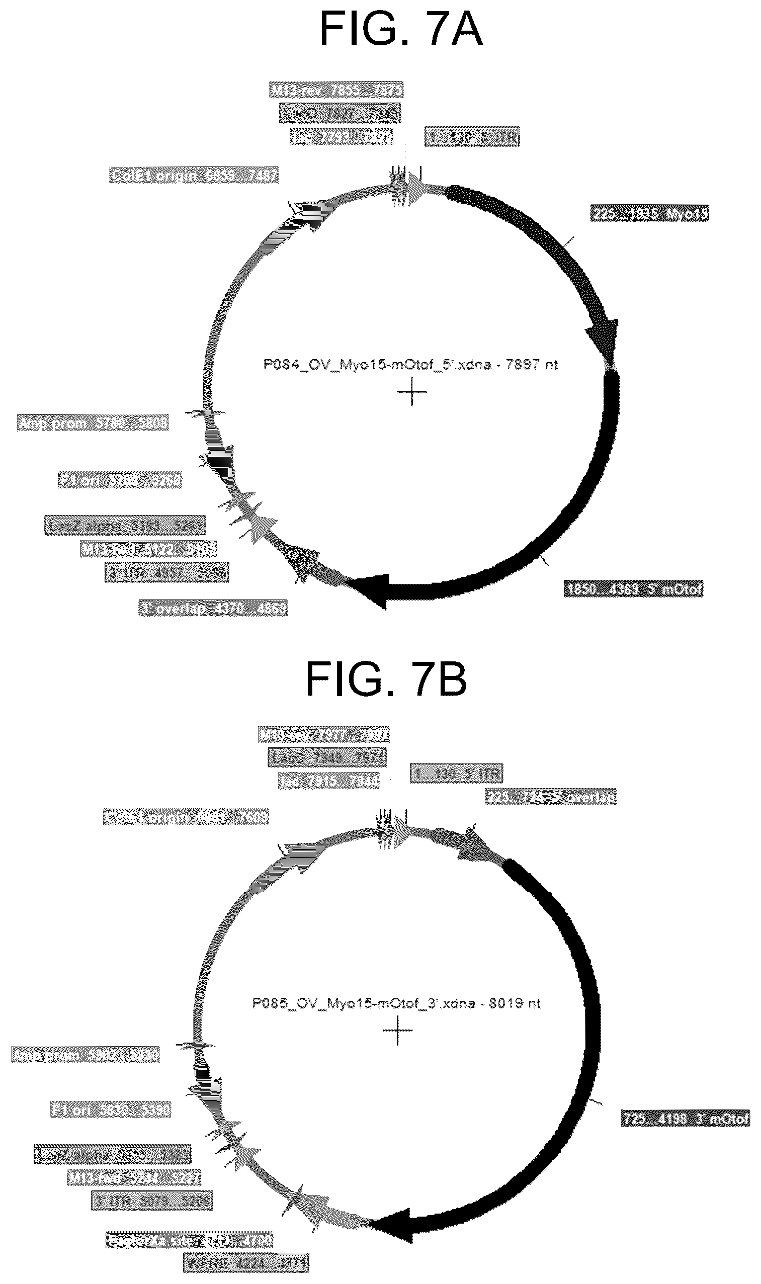 Patent US12410442 Figure 7 – Compositions and methods for treating sensorineural hearing loss using otoferlin dual vector systems