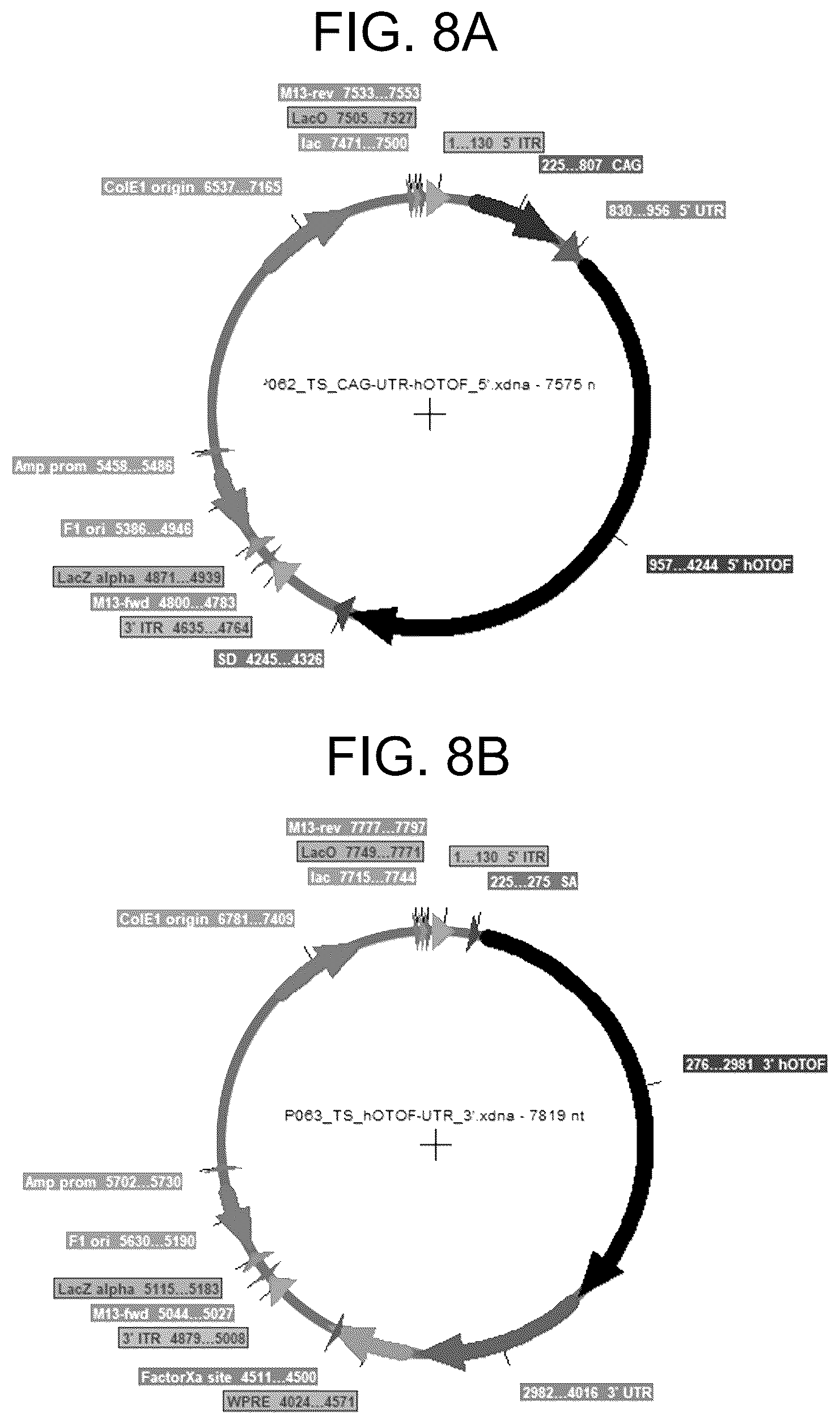 Patent US12410442 Figure 8 – Compositions and methods for treating sensorineural hearing loss using otoferlin dual vector systems