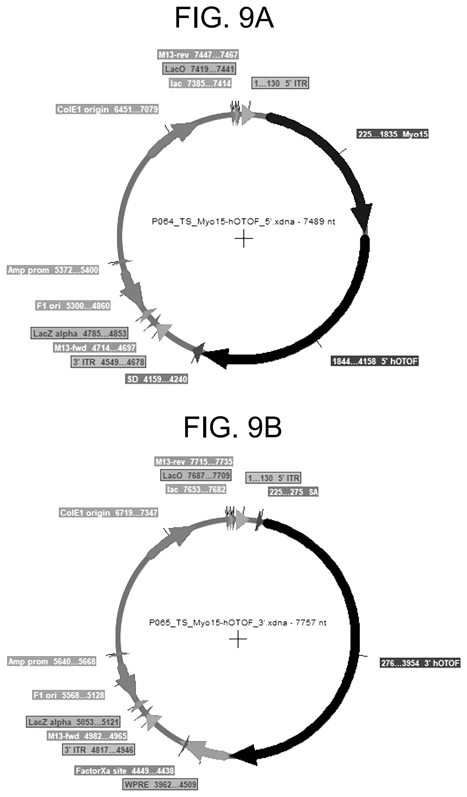 Patent US12410442 Figure 9 – Compositions and methods for treating sensorineural hearing loss using otoferlin dual vector systems