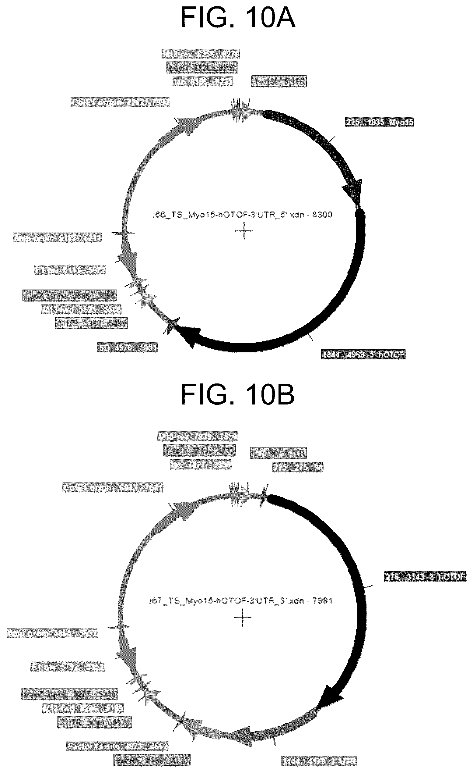 Patent US12410442 Figure 10 – Compositions and methods for treating sensorineural hearing loss using otoferlin dual vector systems