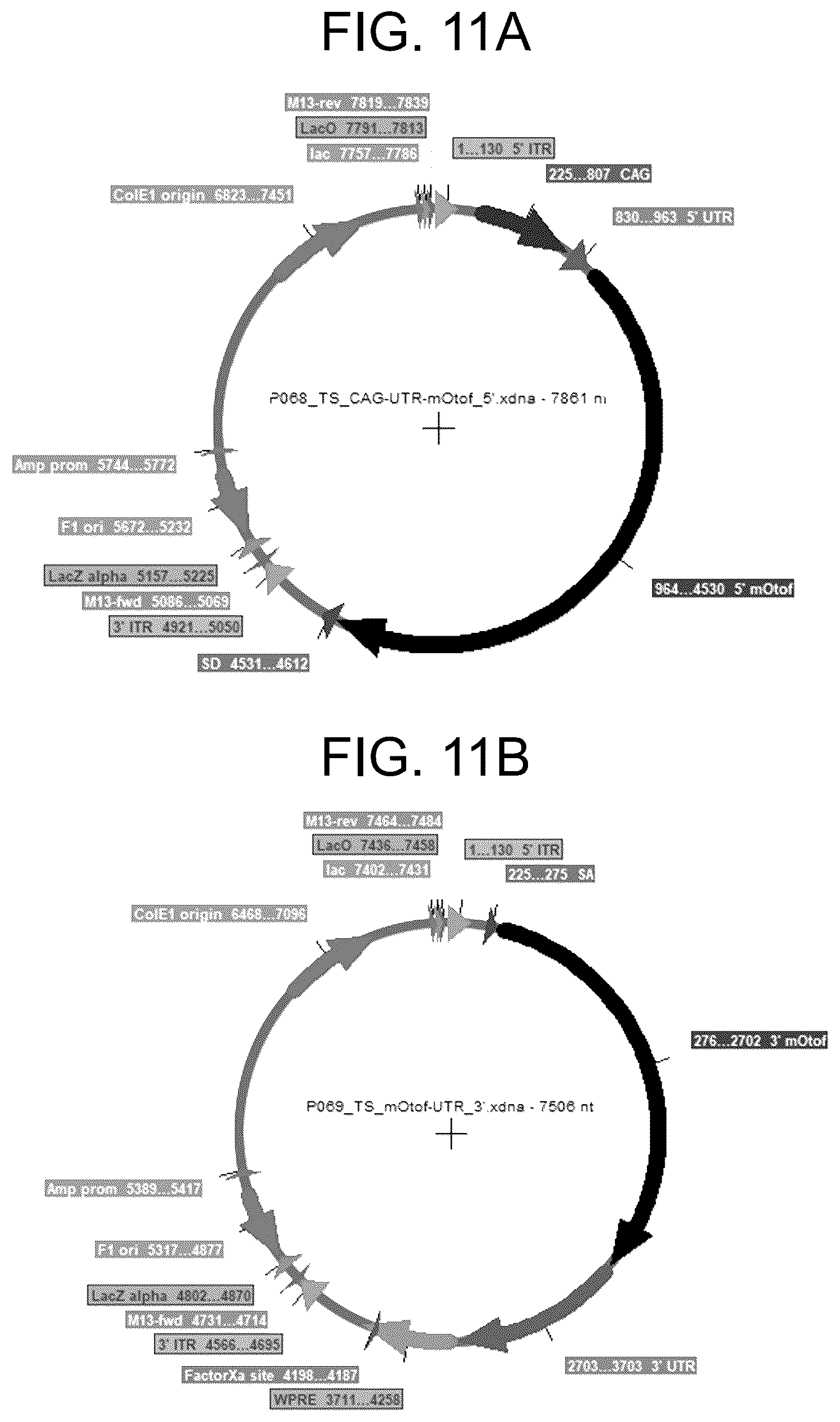 Patent US12410442 Figure 11 – Compositions and methods for treating sensorineural hearing loss using otoferlin dual vector systems