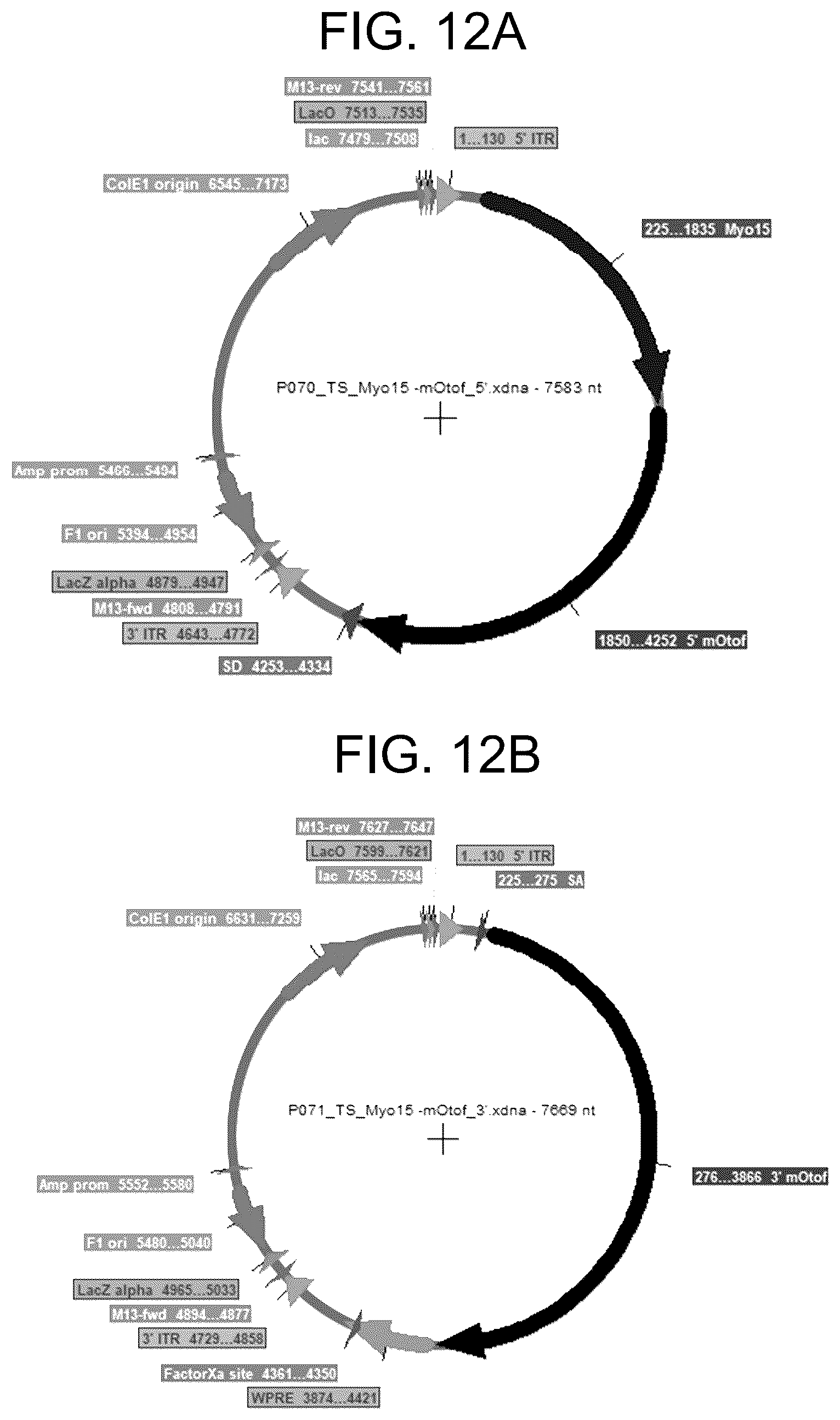 Patent US12410442 Figure 12 – Compositions and methods for treating sensorineural hearing loss using otoferlin dual vector systems