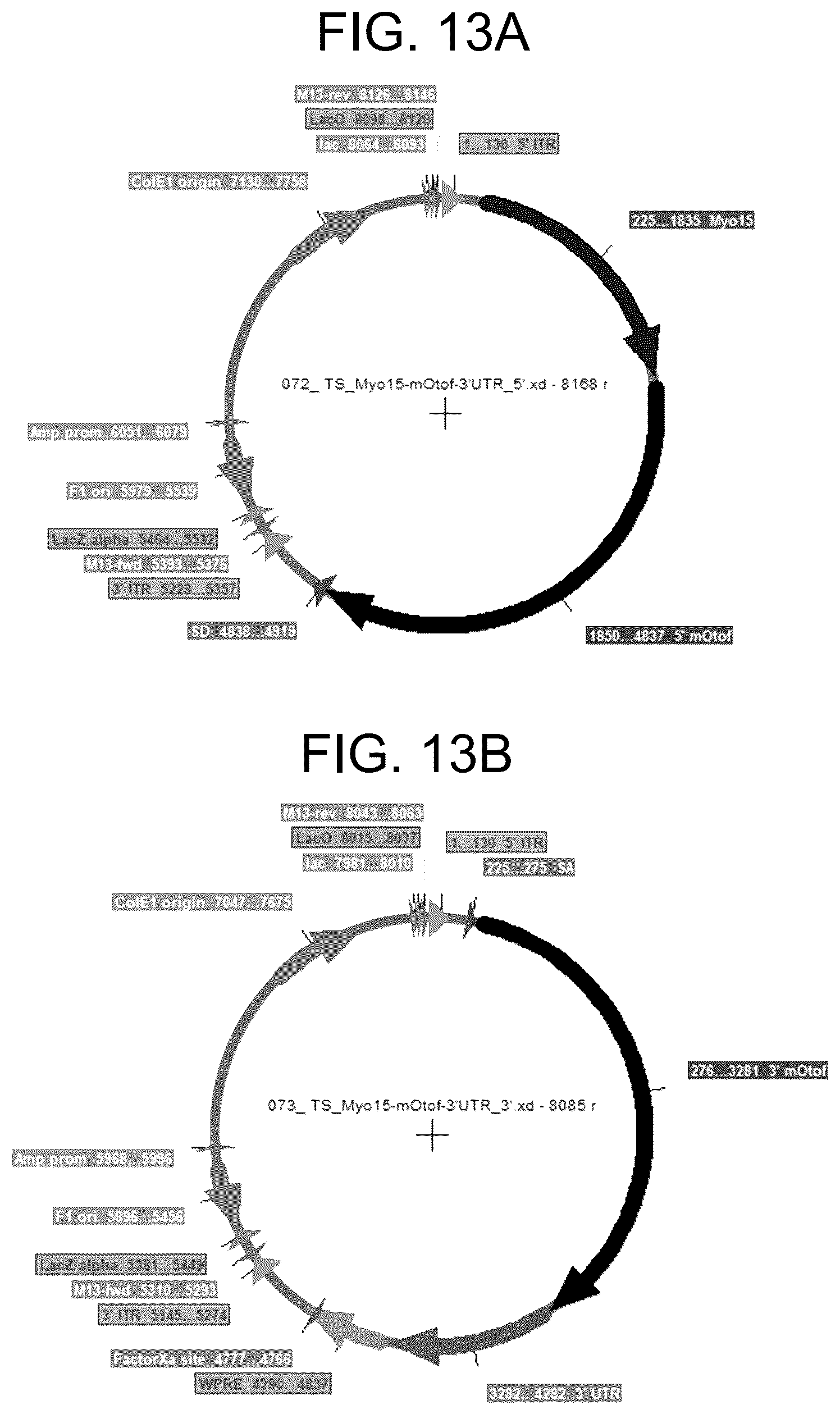 Patent US12410442 Figure 13 – Compositions and methods for treating sensorineural hearing loss using otoferlin dual vector systems