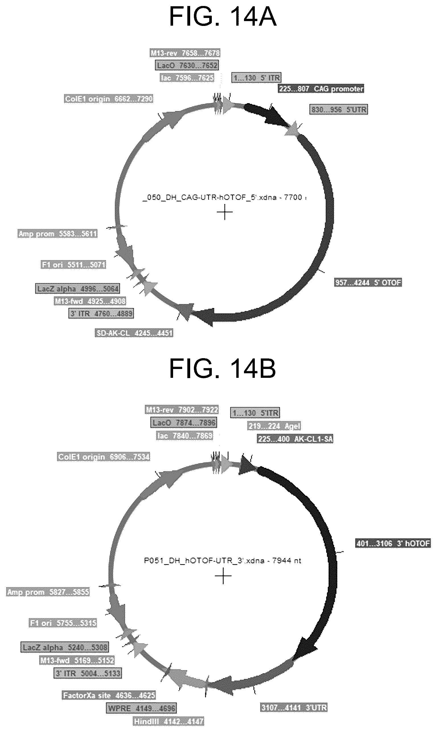 Patent US12410442 Figure 14 – Compositions and methods for treating sensorineural hearing loss using otoferlin dual vector systems