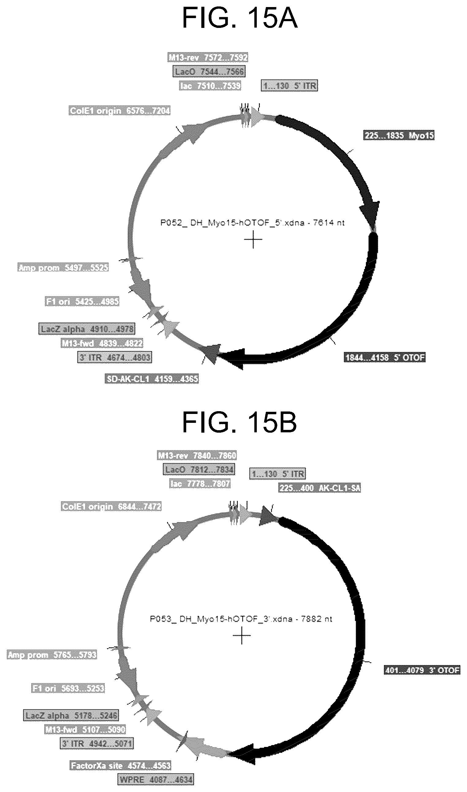 Patent US12410442 Figure 15 – Compositions and methods for treating sensorineural hearing loss using otoferlin dual vector systems