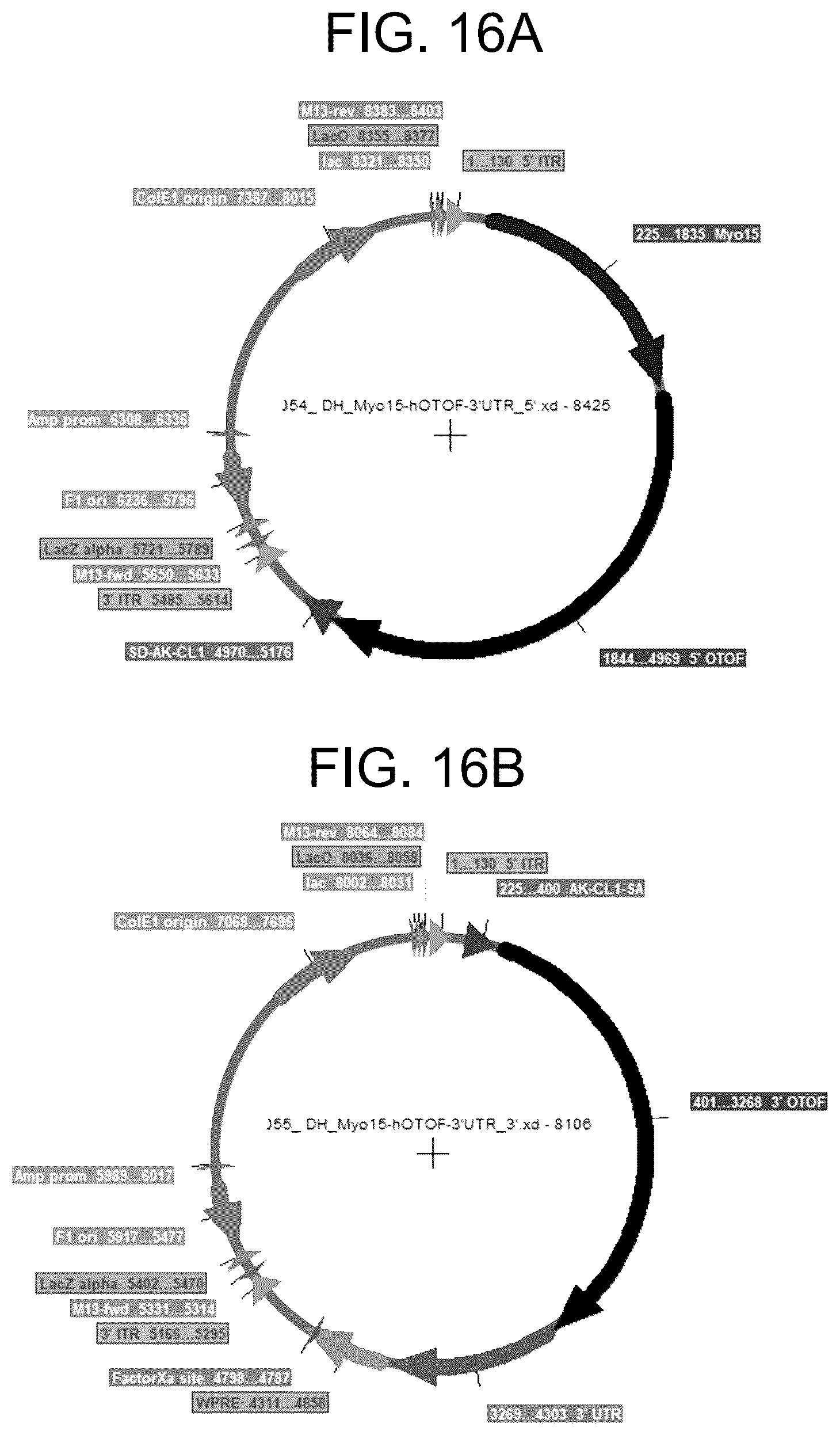 Patent US12410442 Figure 16 – Compositions and methods for treating sensorineural hearing loss using otoferlin dual vector systems