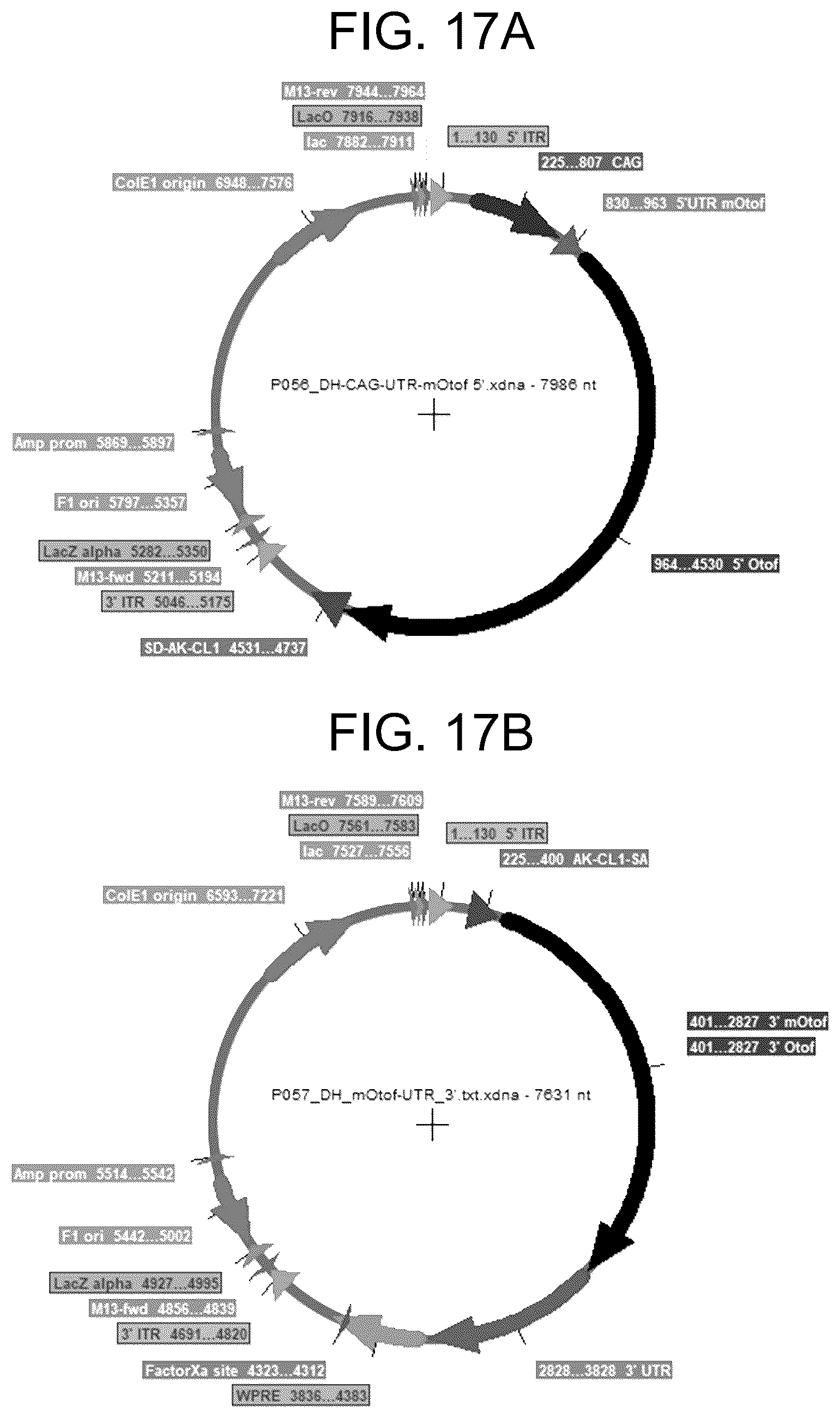 Patent US12410442 Figure 17 – Compositions and methods for treating sensorineural hearing loss using otoferlin dual vector systems