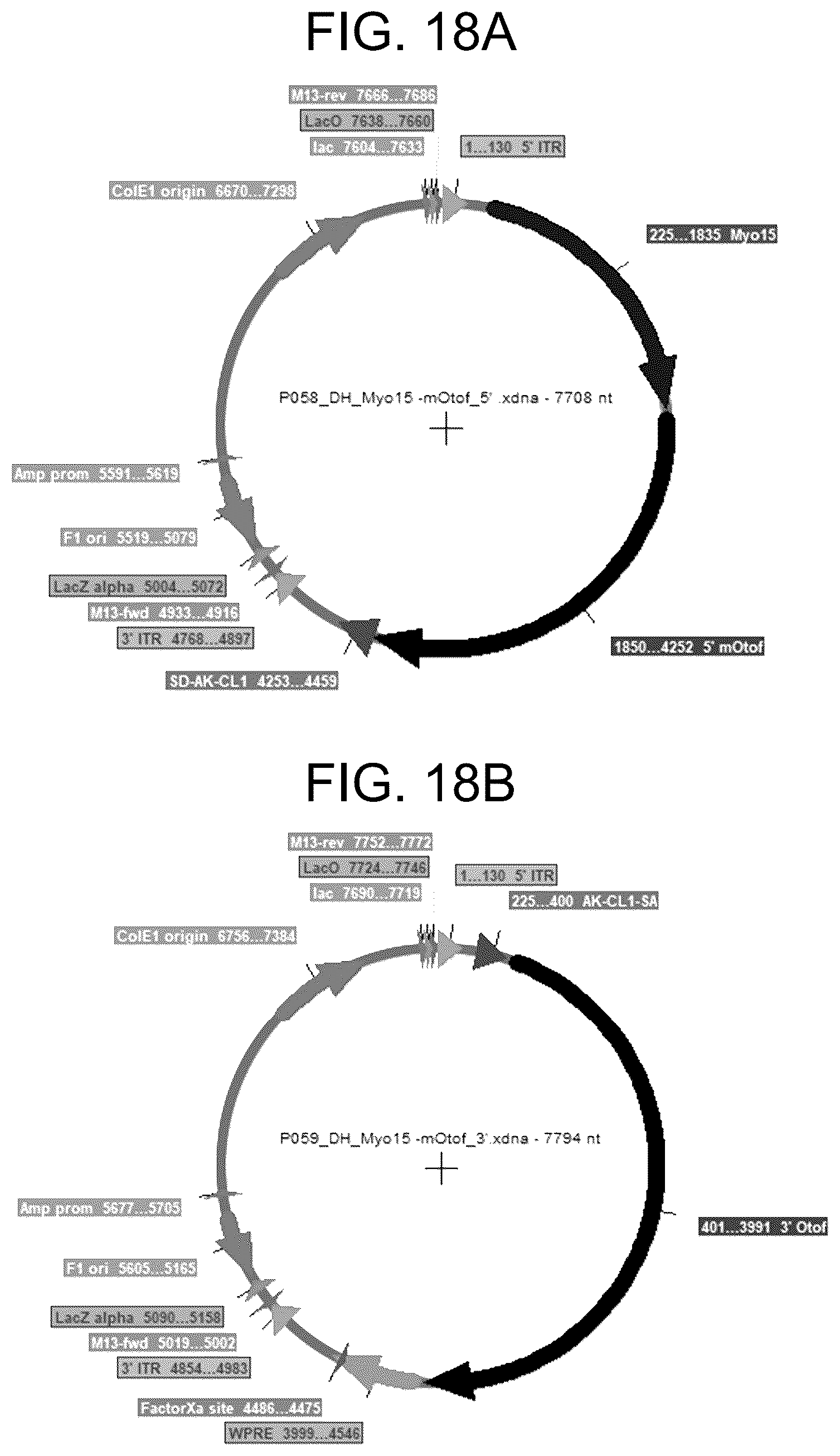 Patent US12410442 Figure 18 – Compositions and methods for treating sensorineural hearing loss using otoferlin dual vector systems