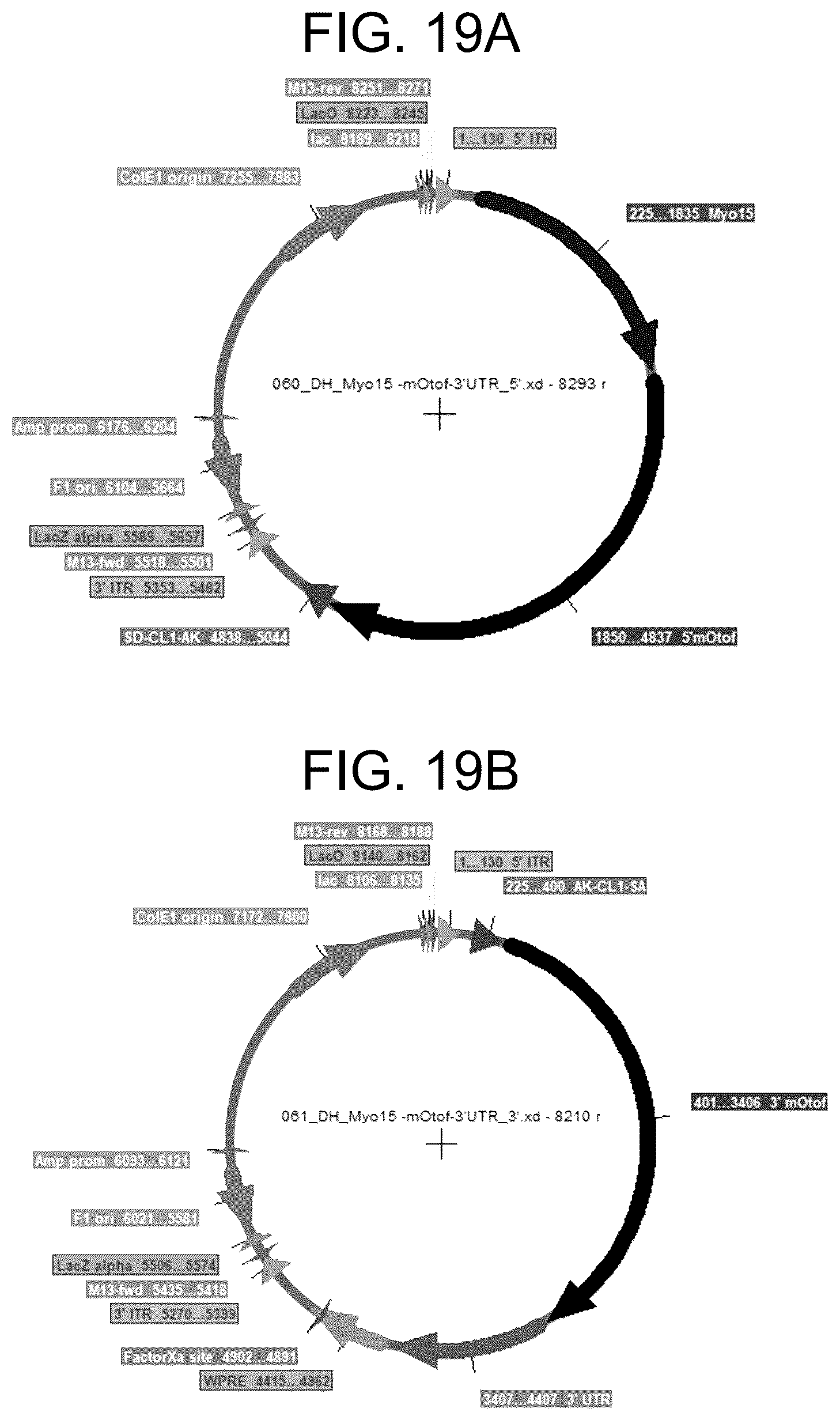 Patent US12410442 Figure 19 – Compositions and methods for treating sensorineural hearing loss using otoferlin dual vector systems