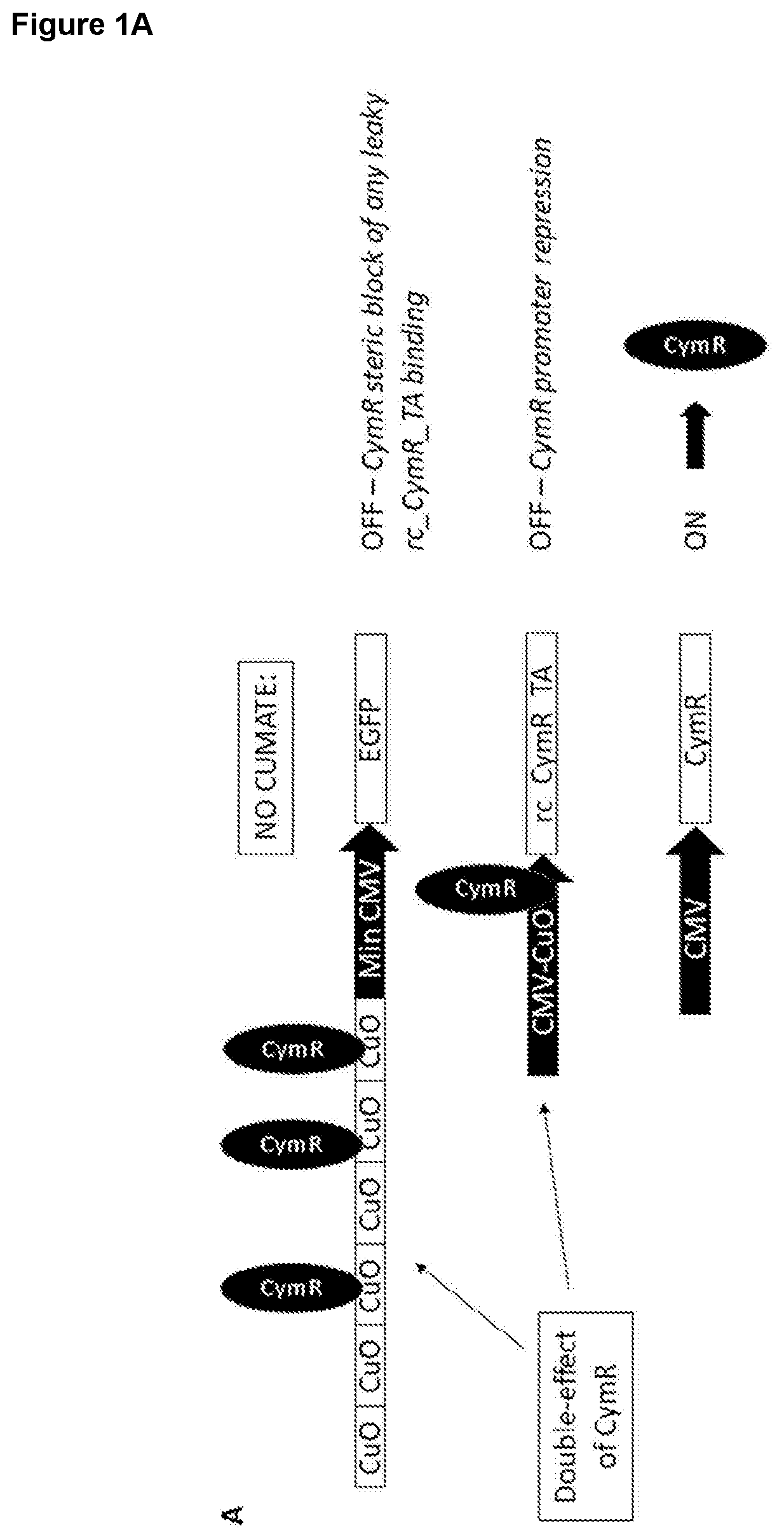 Patent US12410443 — Inducible AAV system comprising cumate operator sequences — Figure 1