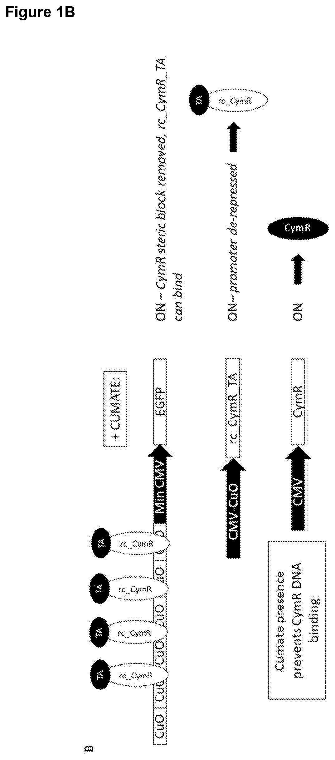 Patent US12410443 Figure 2 – Inducible AAV system comprising cumate operator sequences