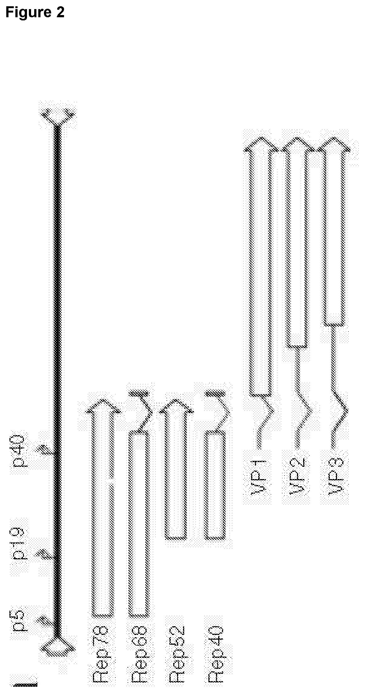 Patent US12410443 Figure 3 – Inducible AAV system comprising cumate operator sequences