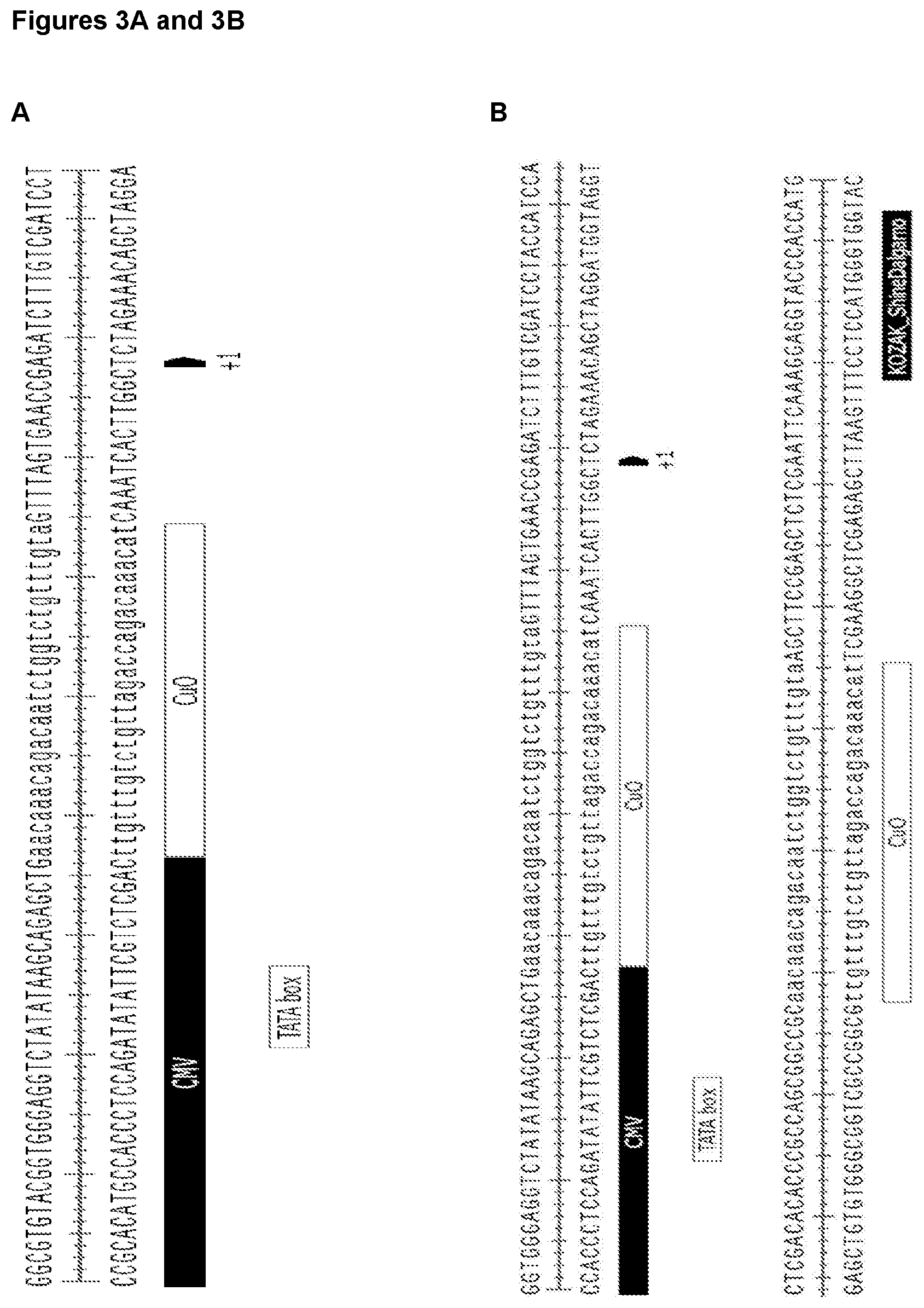 Patent US12410443 Figure 4 – Inducible AAV system comprising cumate operator sequences