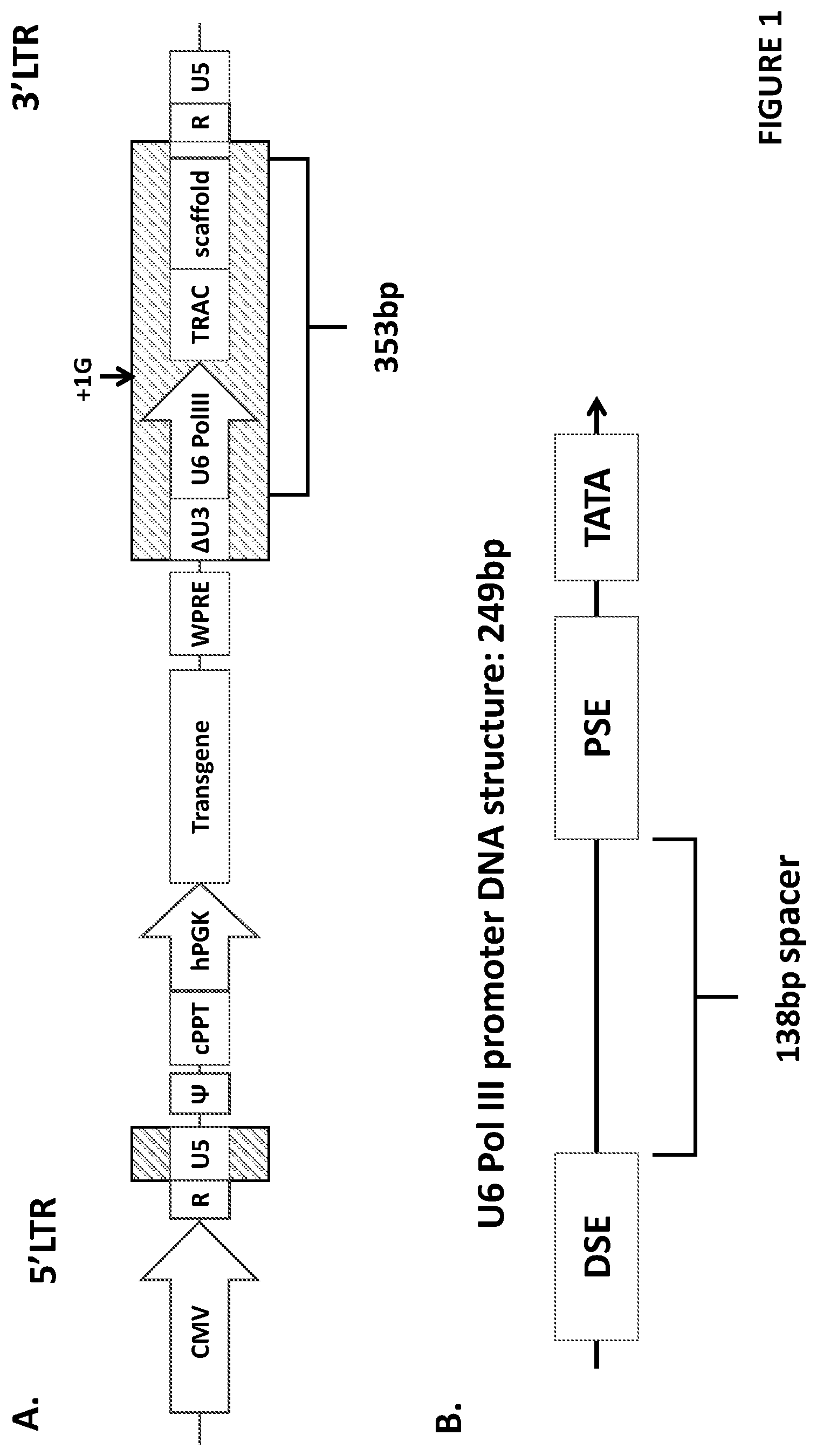 Patent US12410444 Figure 1 – Minimal promoter