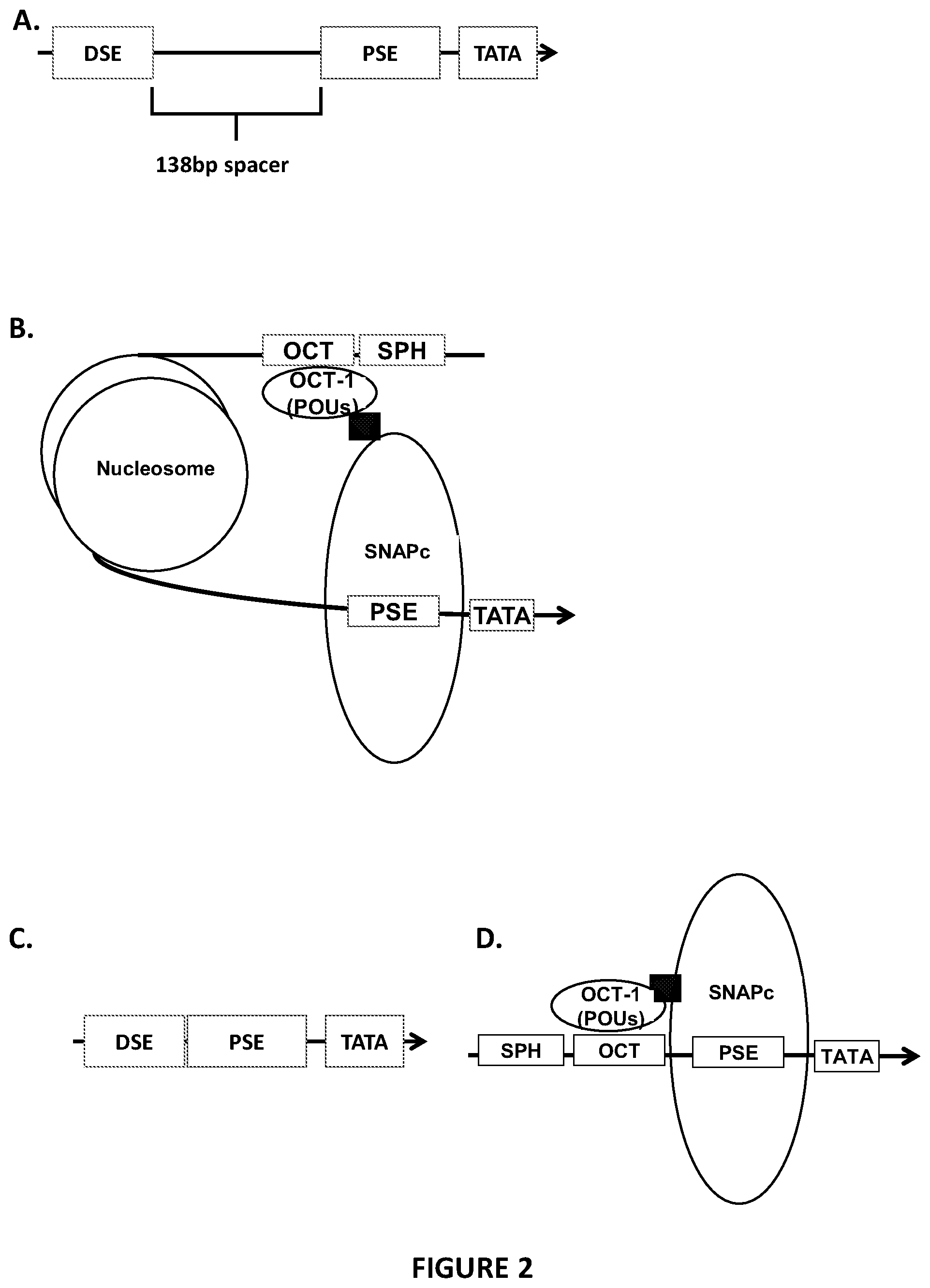 Patent US12410444 Figure 2 – Minimal promoter