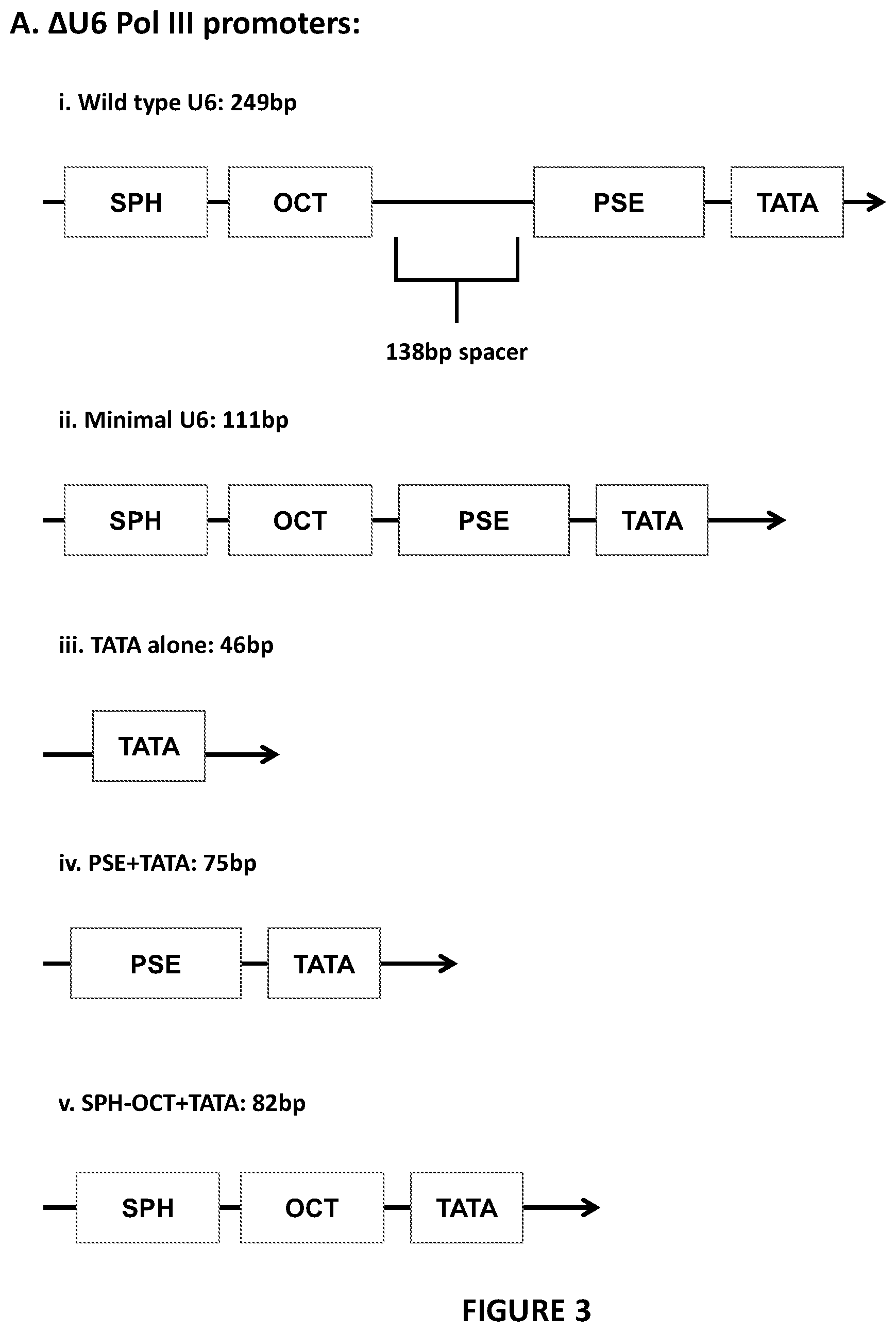 Patent US12410444 Figure 3 – Minimal promoter