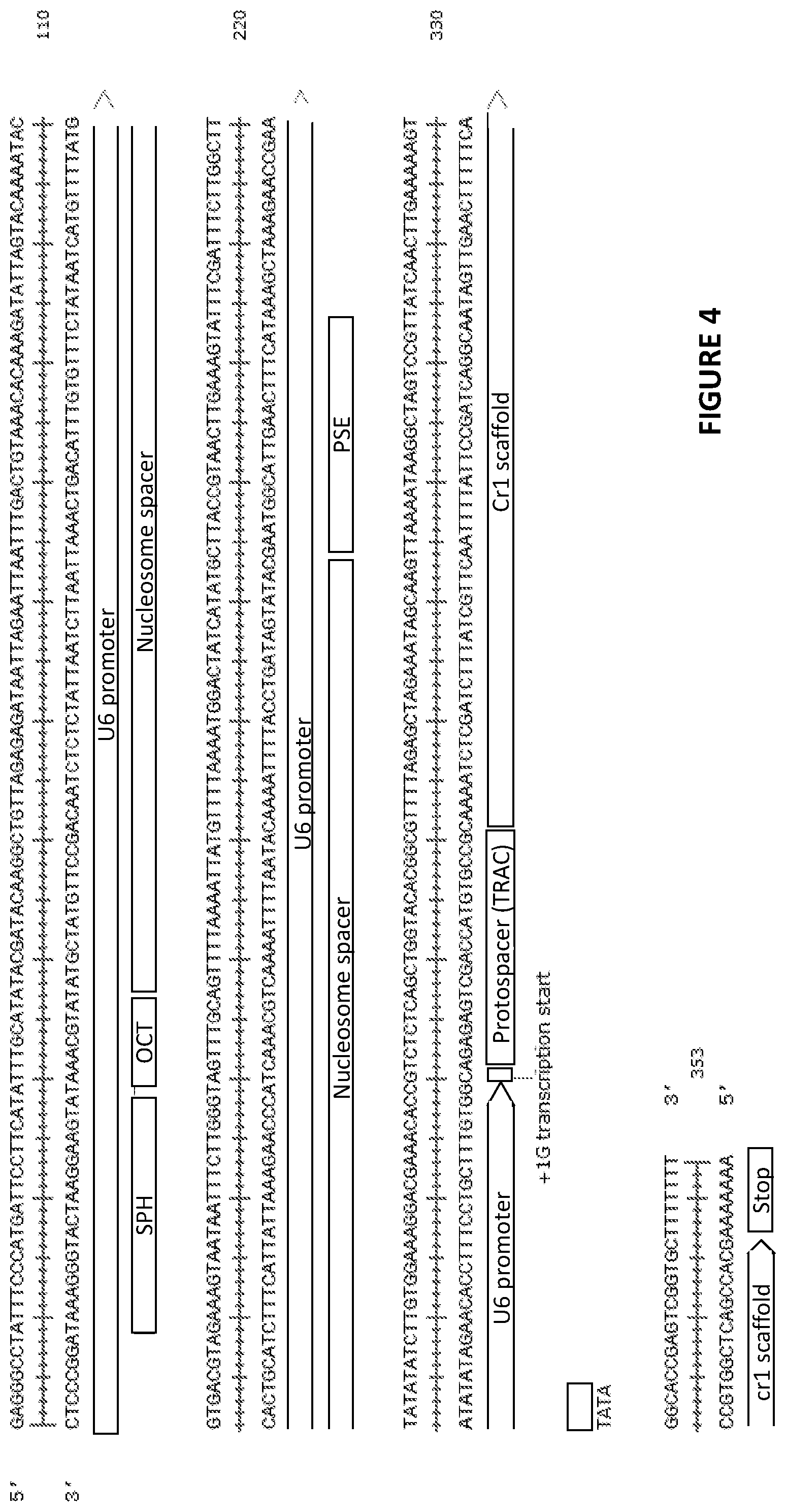 Patent US12410444 Figure 5 – Minimal promoter