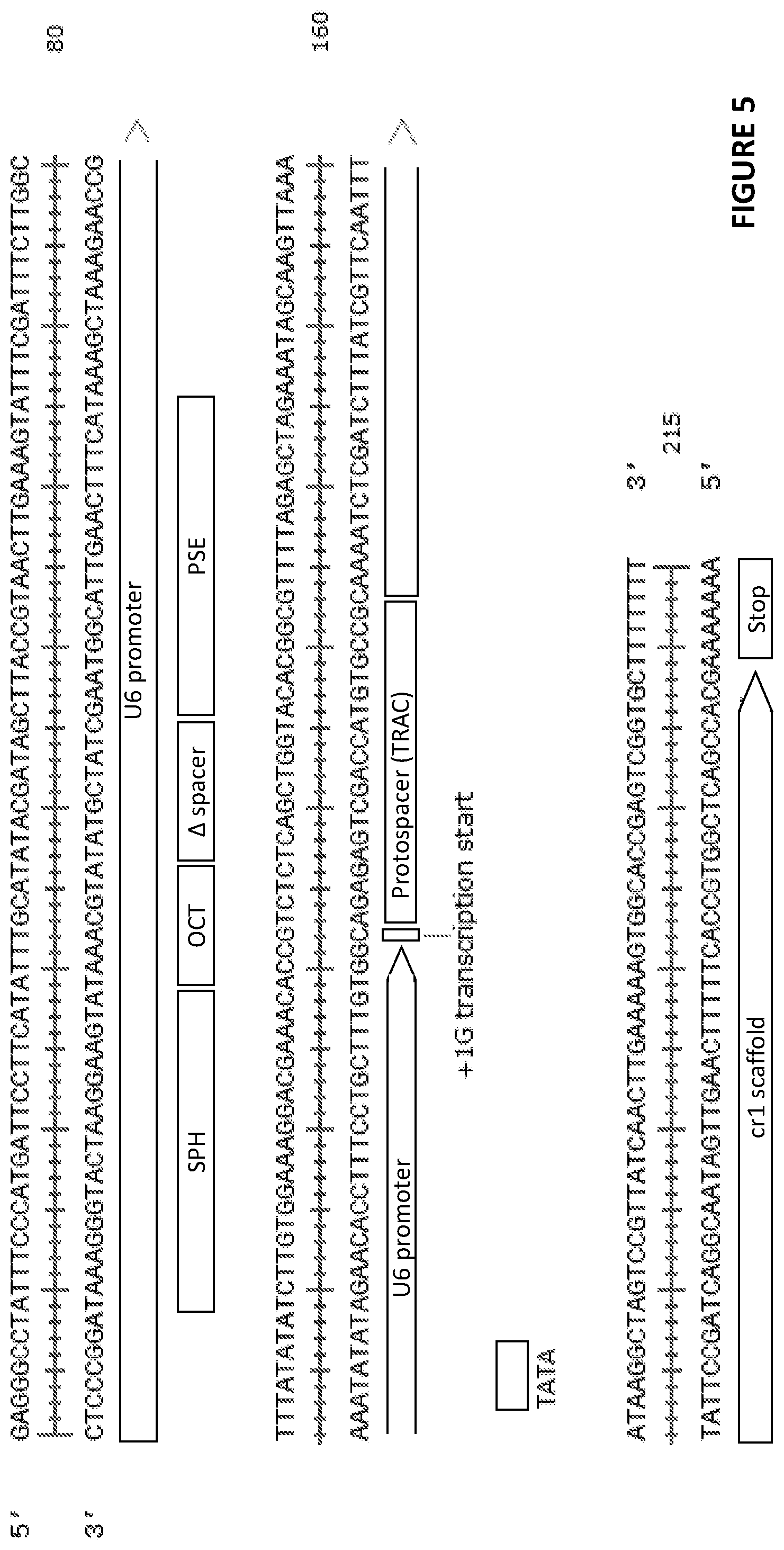 Patent US12410444 Figure 6 – Minimal promoter