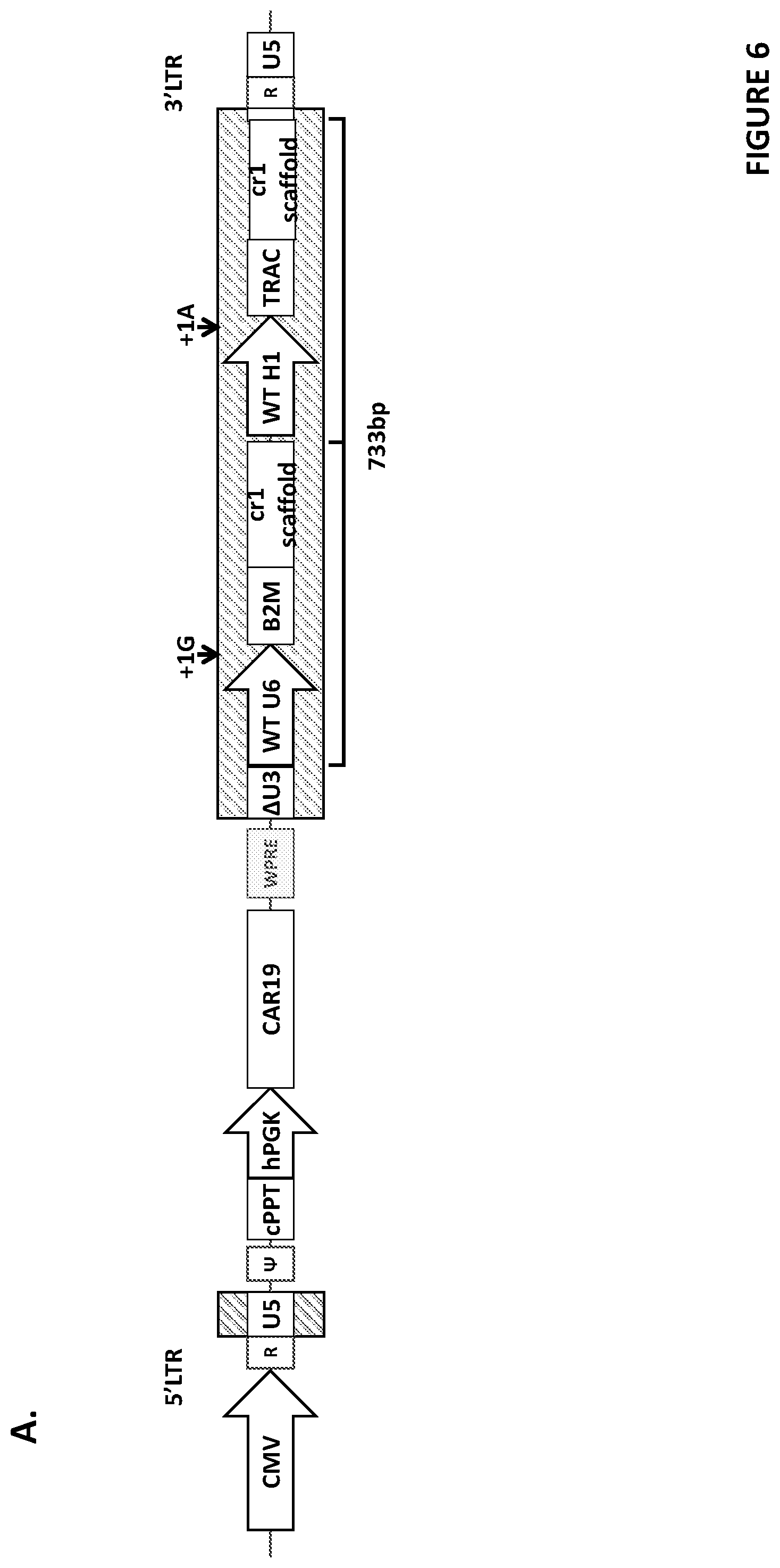 Patent US12410444 Figure 7 – Minimal promoter